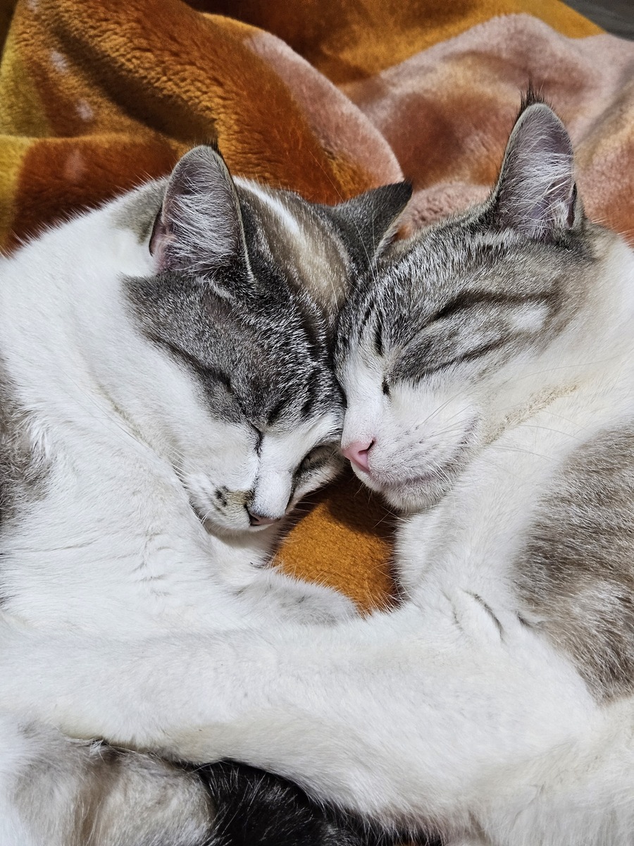 关于猫咪各部位温度的介绍