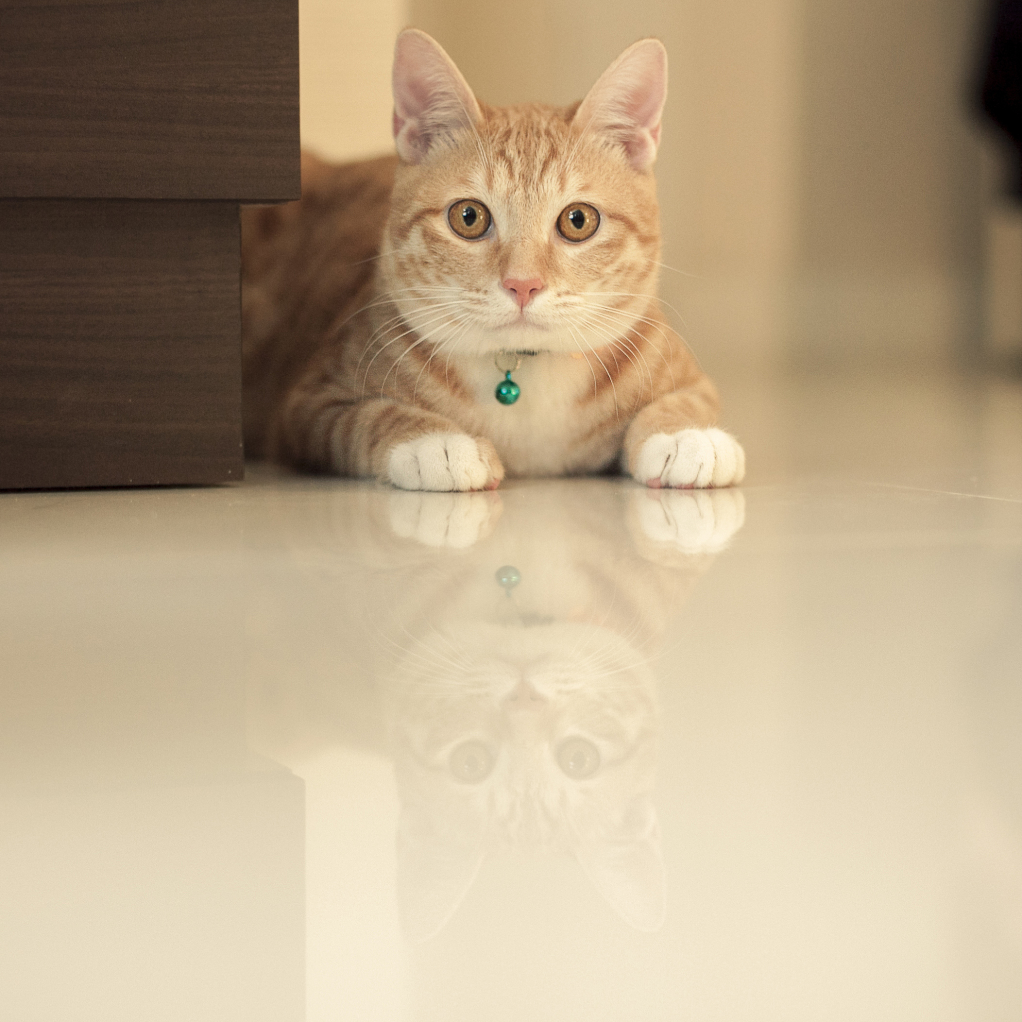 你现在是猫咪宠物文章爆文标题生成器