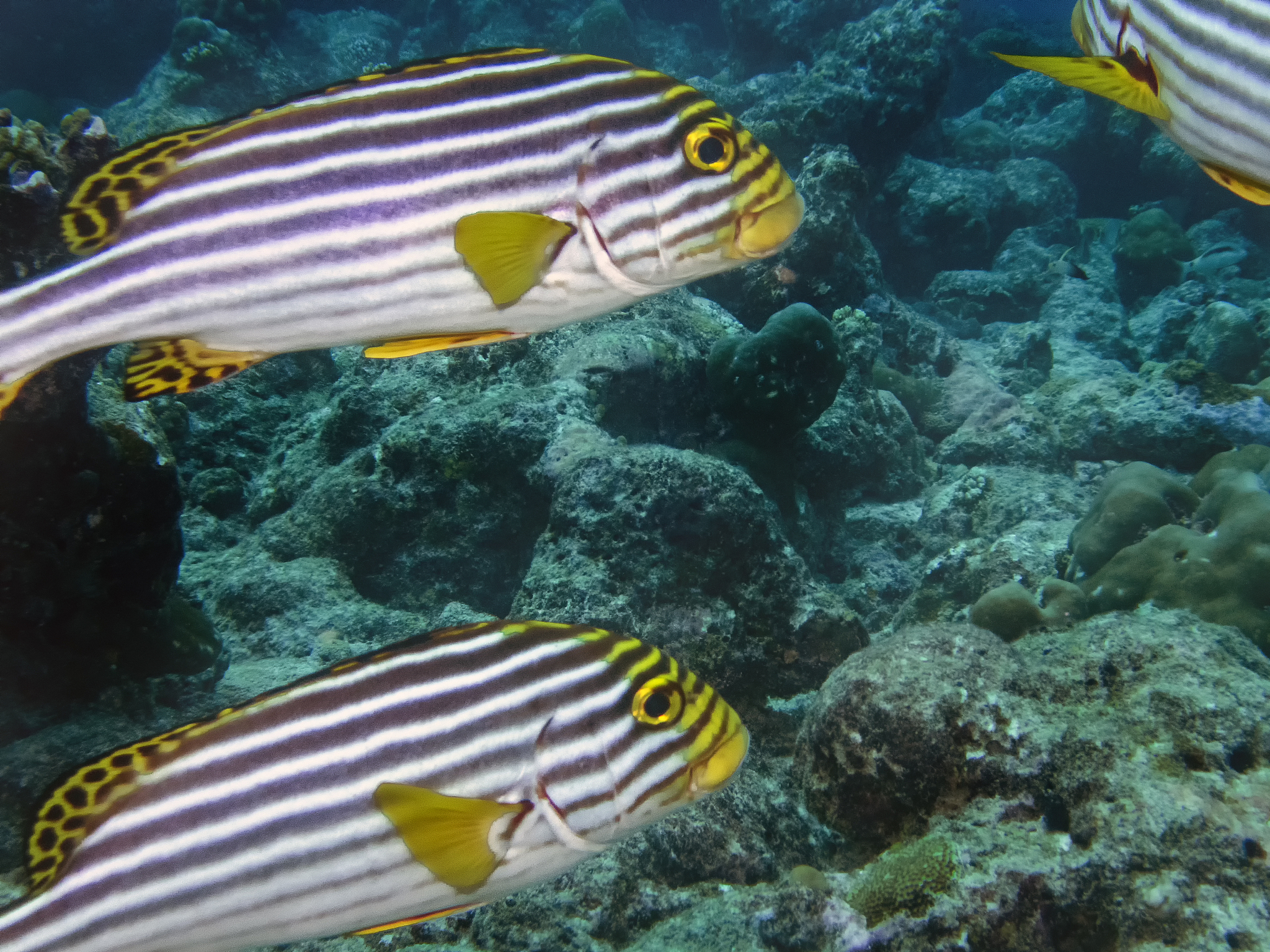 oriental sweetlips (plectorhinchus vittatus) in the indian ocean