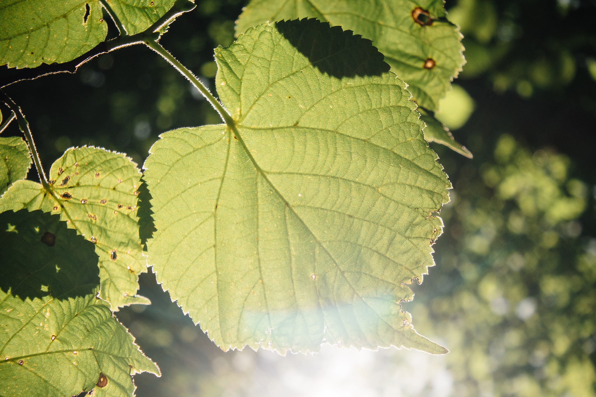 fresh and green leaves
