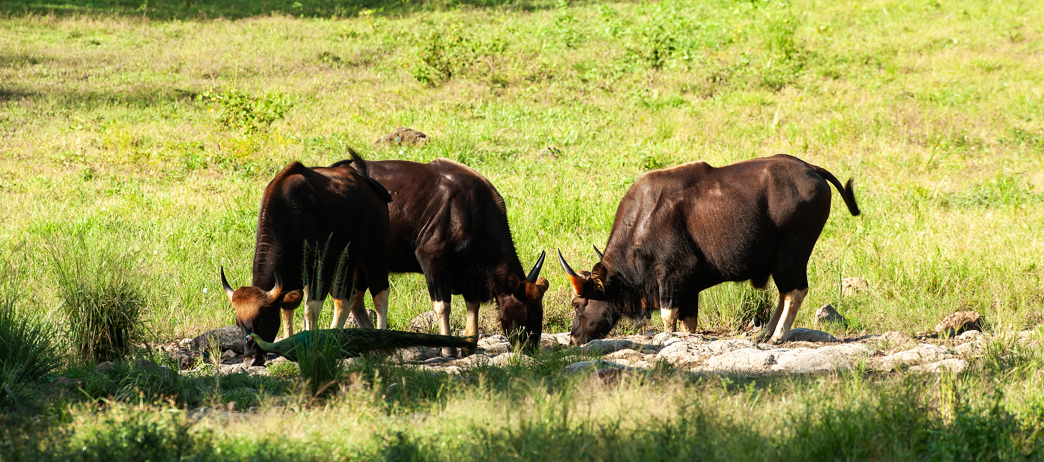a herd of young gaur and an indo-chinese green peafowl.