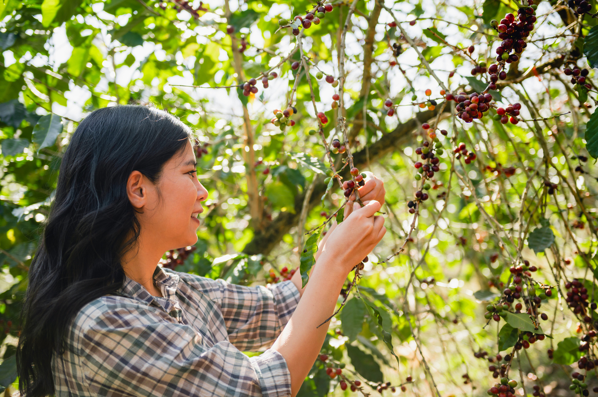 2023年02月16日我发现三年前所种植的羊奶果树开始结果了这是三年来的第一次丰收。身为一名农夫能够看到自己种植的作物顺利成长获得丰收是非常开心的一件事情。在我房子周围我种植了一些羊奶果树在过年前就看到基本上全部羊奶果树都花了可惜最终结果的就只有两三棵。成长过程每年这个时候我都会在羊奶果下停留片刻看着它的果实逐渐成熟感慨生命的顽强。当时的种下是出于对羊奶果的向往也可以说是出于对恢复大自然生态的一点