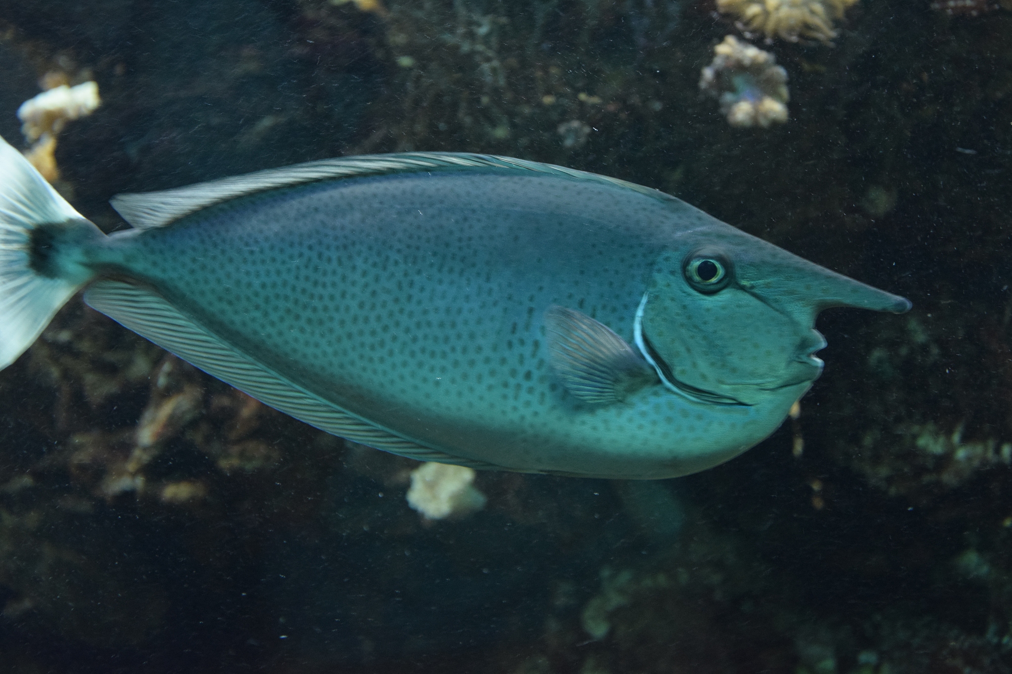 《Journal of Fish Diseases》期刊值得推荐的五大理由