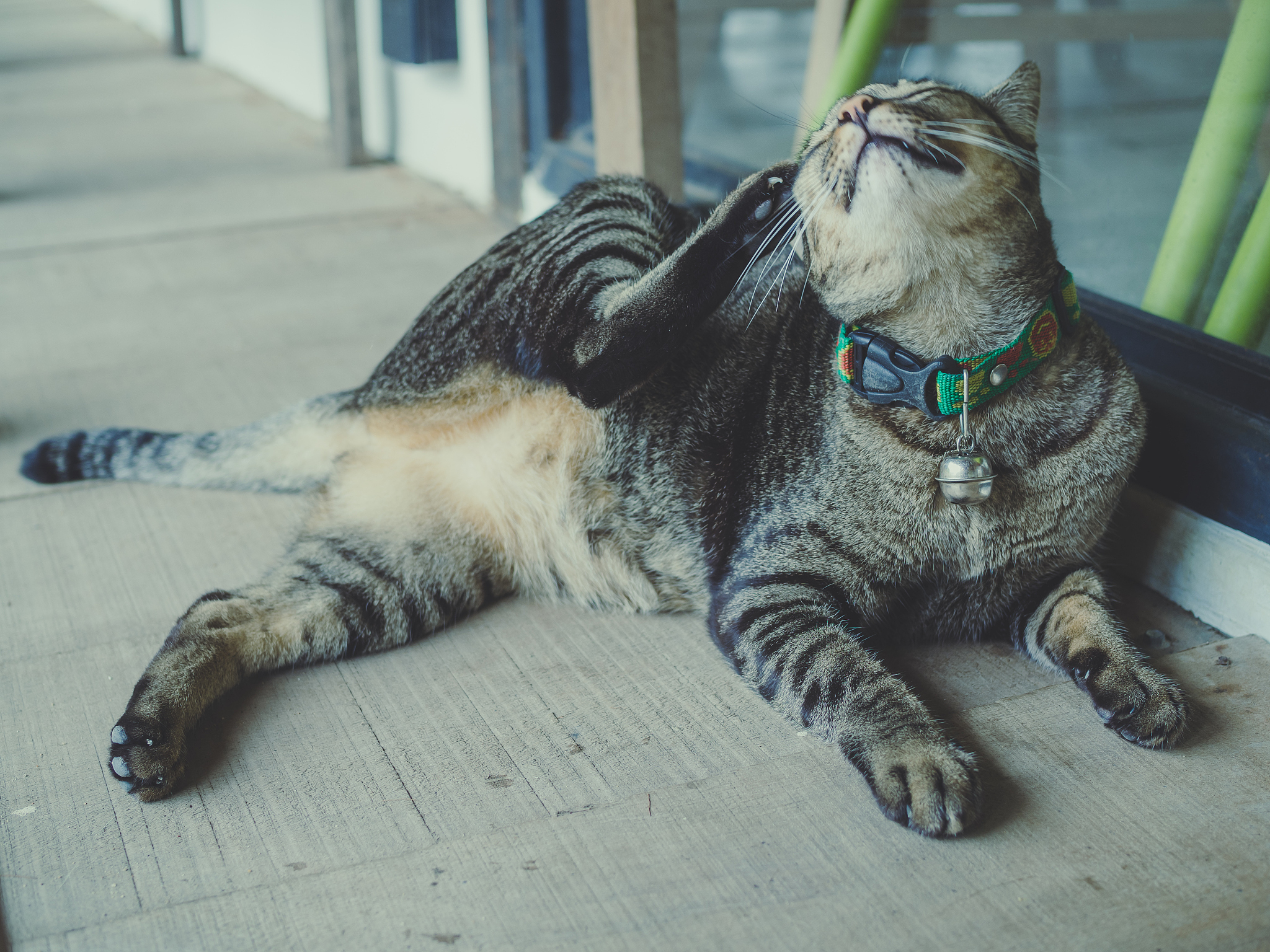 扮演一名宠物博主写篇800字猫打架时为什么会突然走神然后再继续打？的短视频文案要有互动语句重新编写个标题