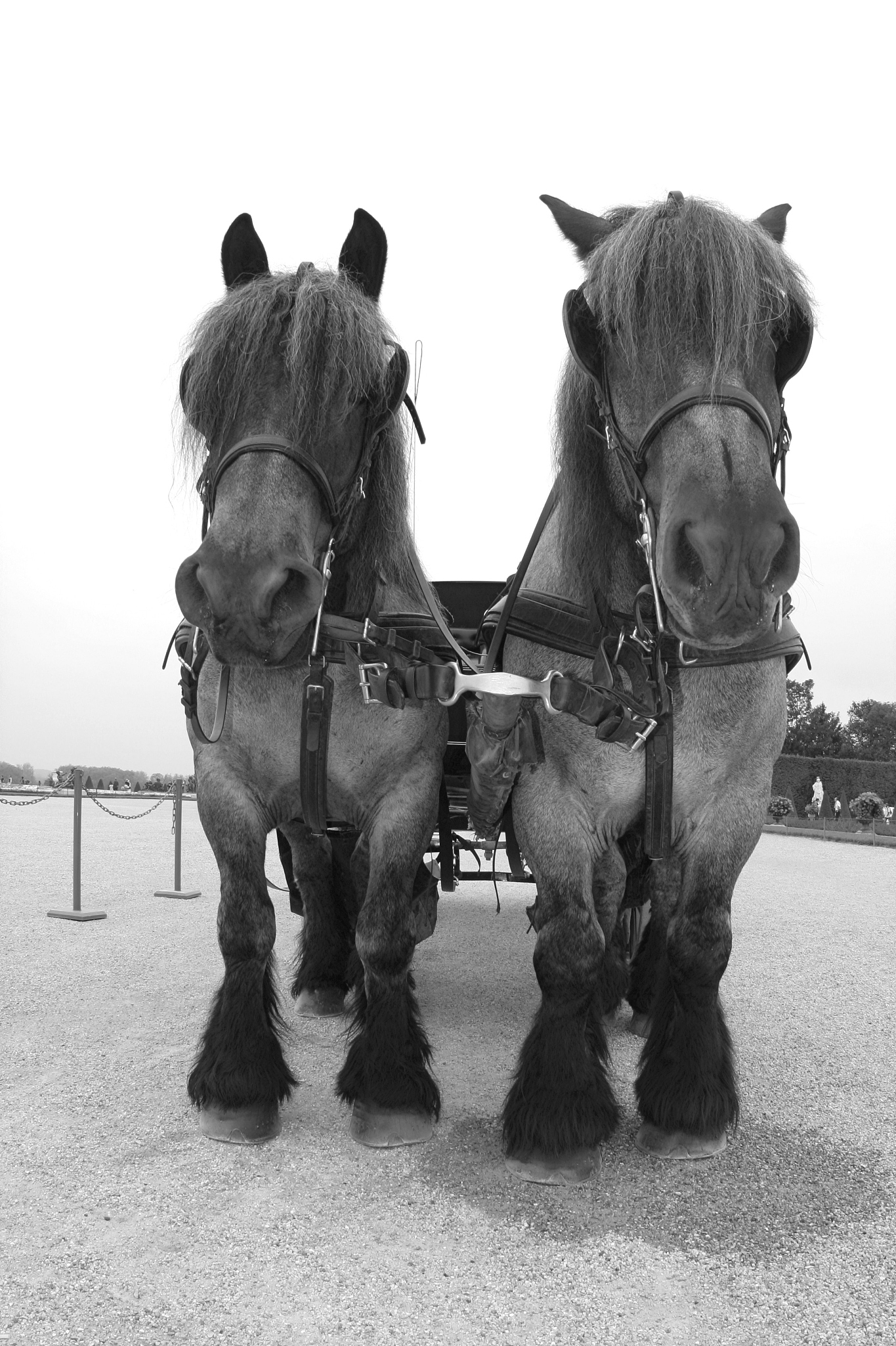 big horses