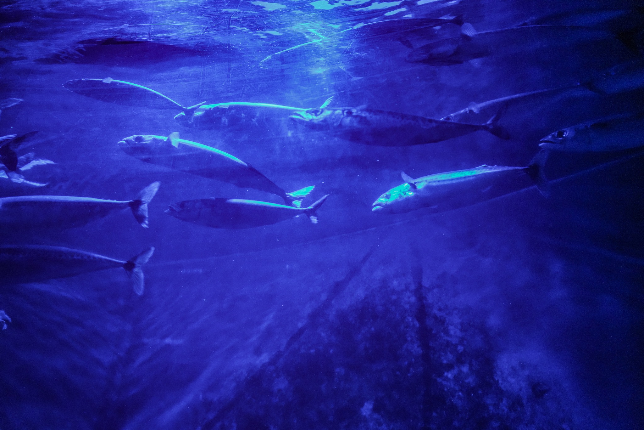 北冥有鱼描绘了一幅怎样的图景