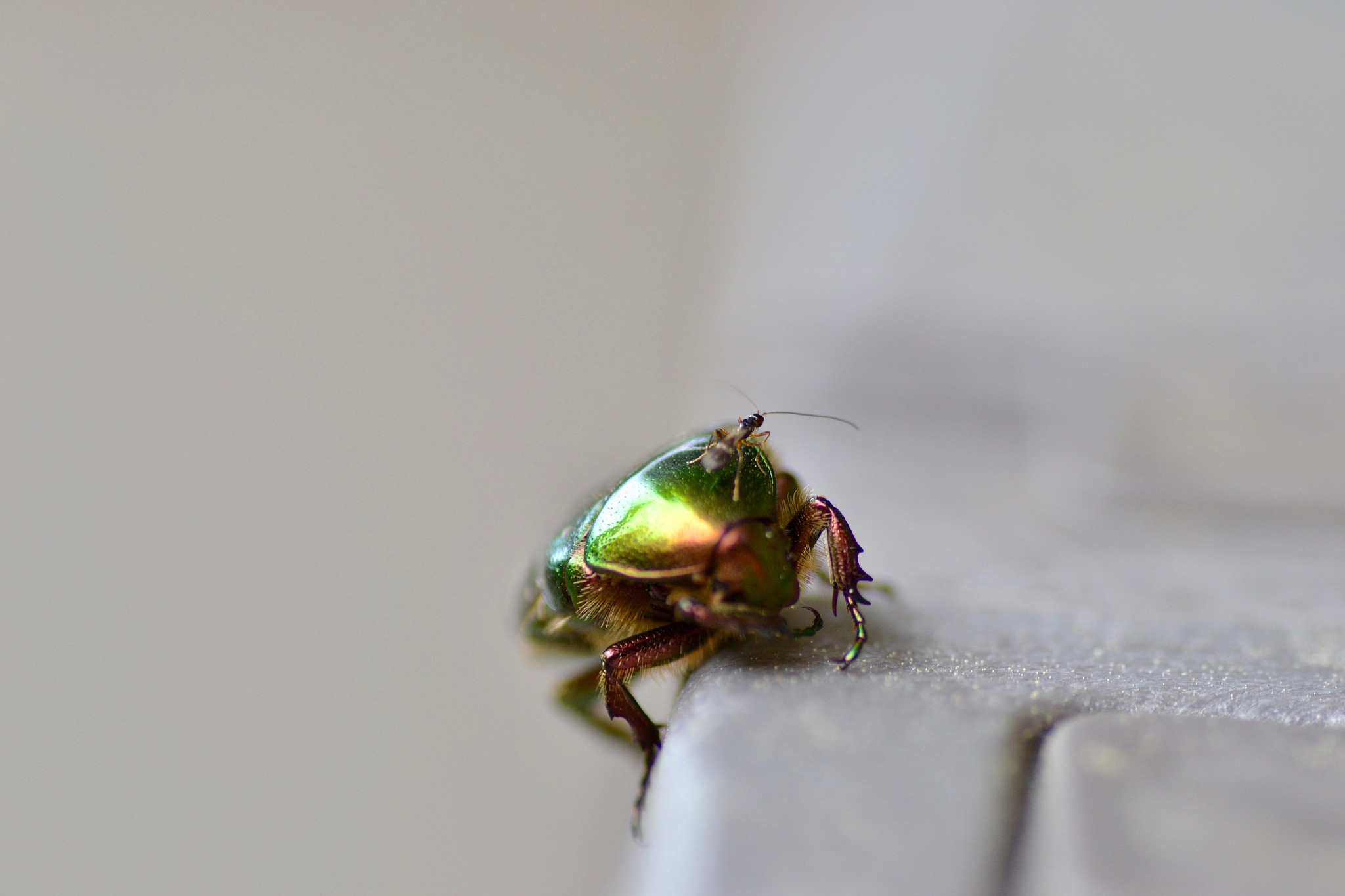 a beautiful gold shining rose beetle with an ant on its back