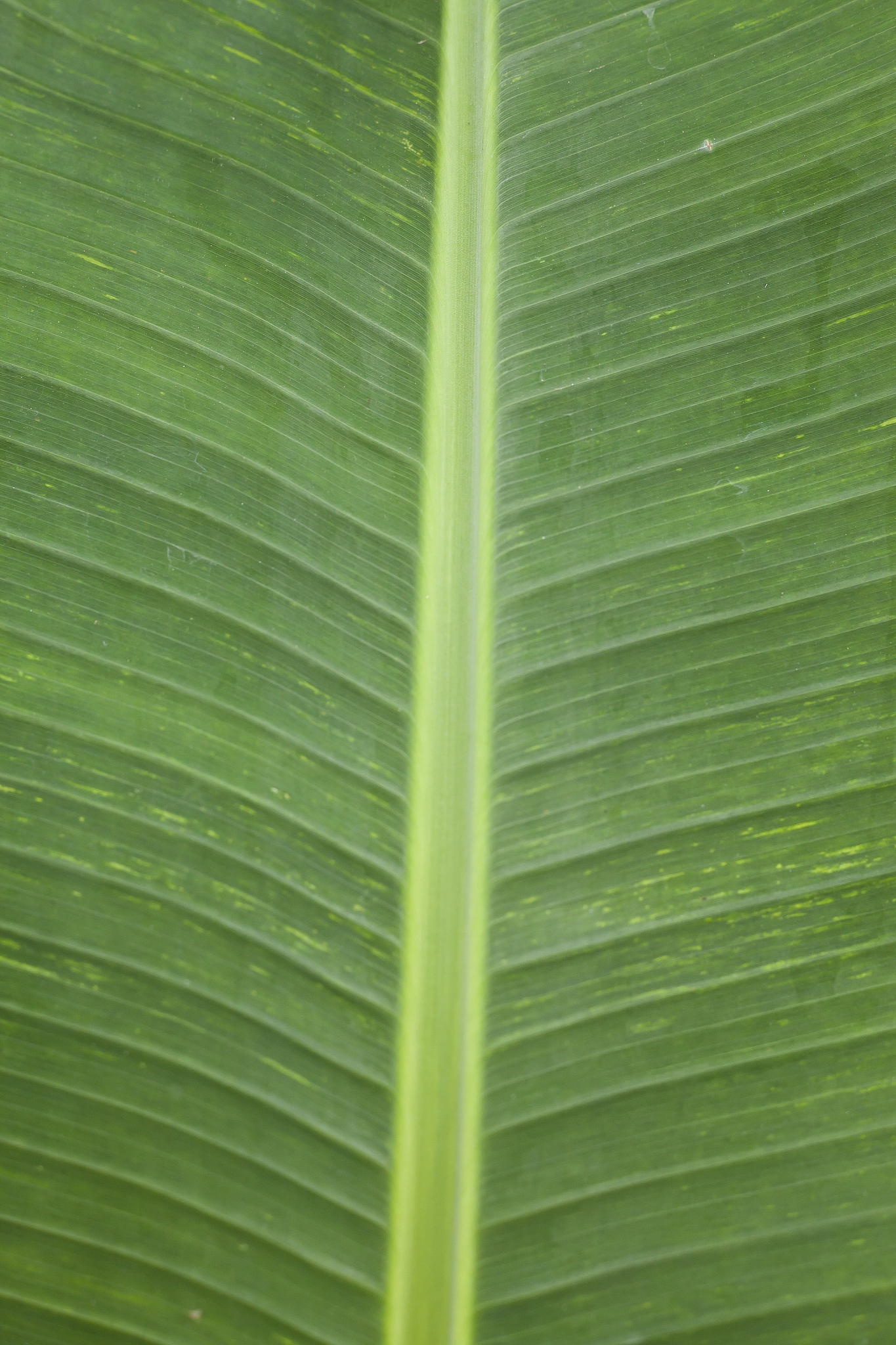 banana leaf