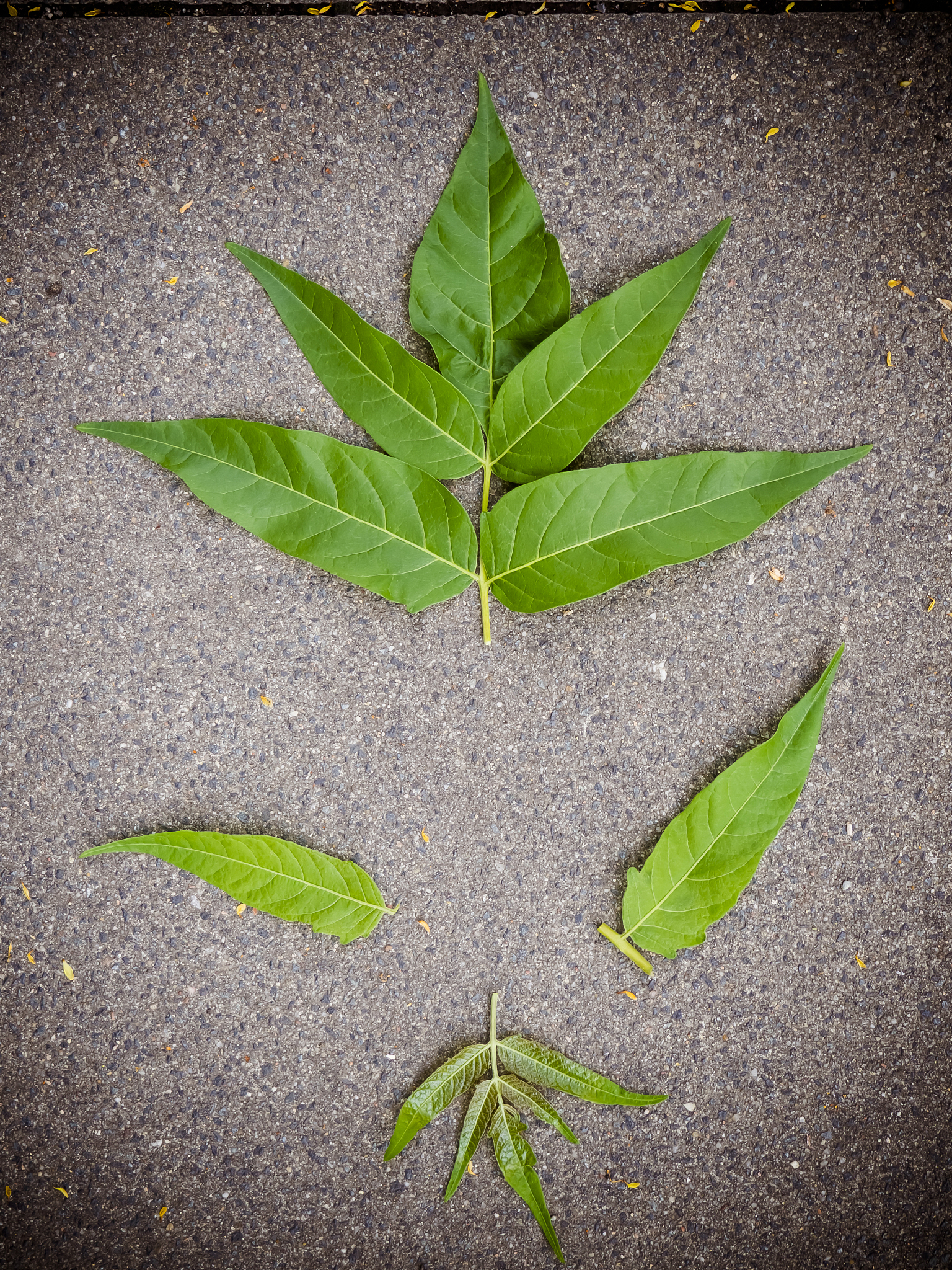 face formed with tree leafs.