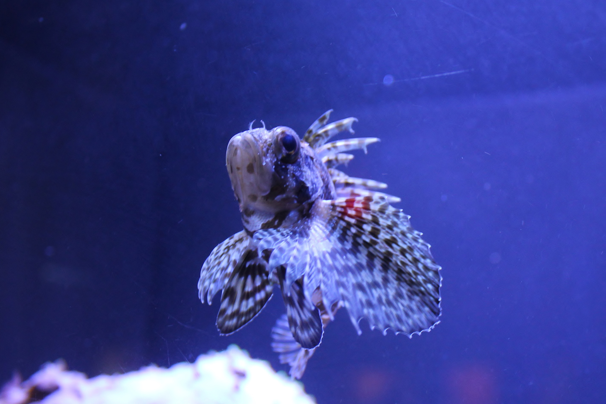 lionfish in aquarium