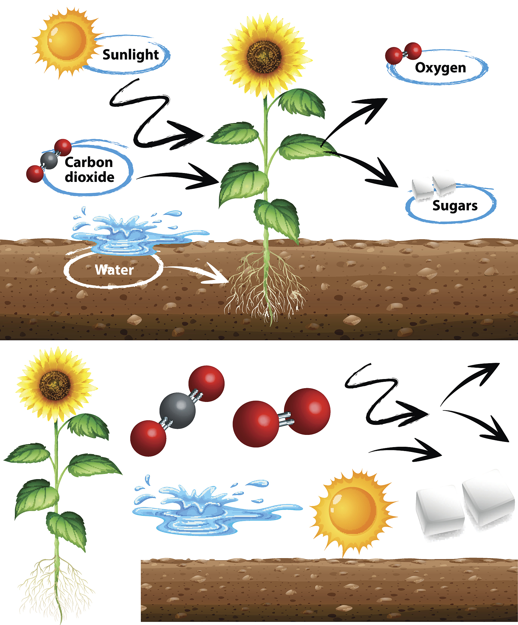 辐照对菊花质量的影响的开题报告