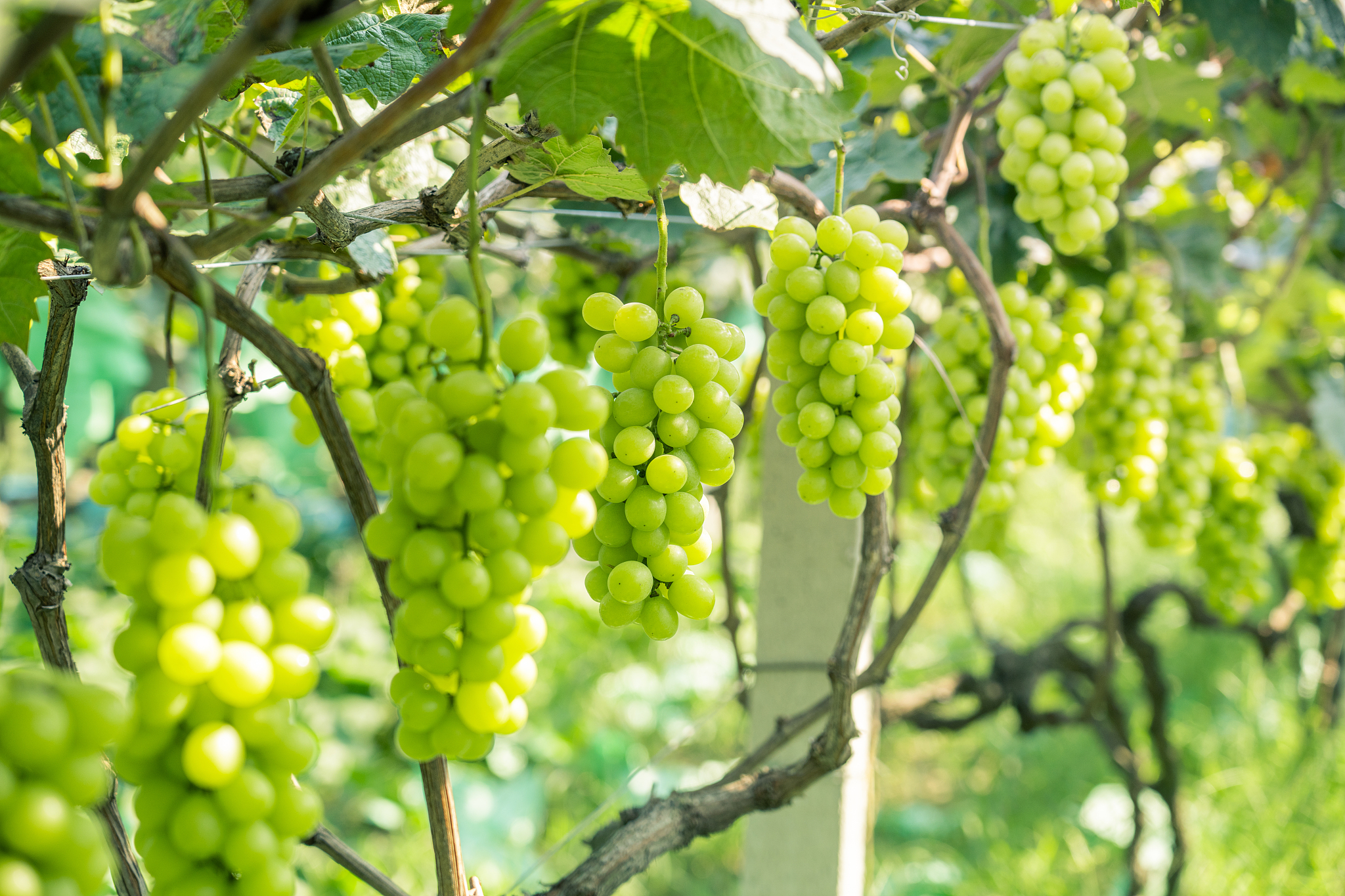 我打算创建一个阳光玫瑰葡萄的公司帮我分析下这个公司的以下方面 要求内容足够详细 1 公司理念2 公司目标3 公司的业务与盈利模