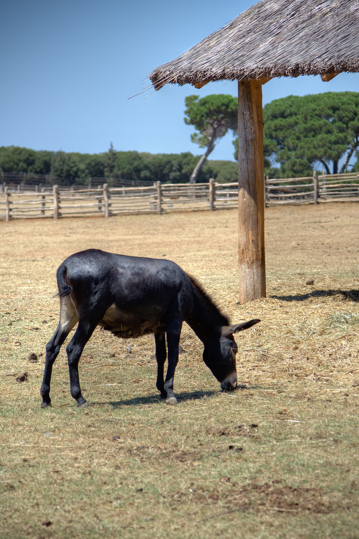 donkey