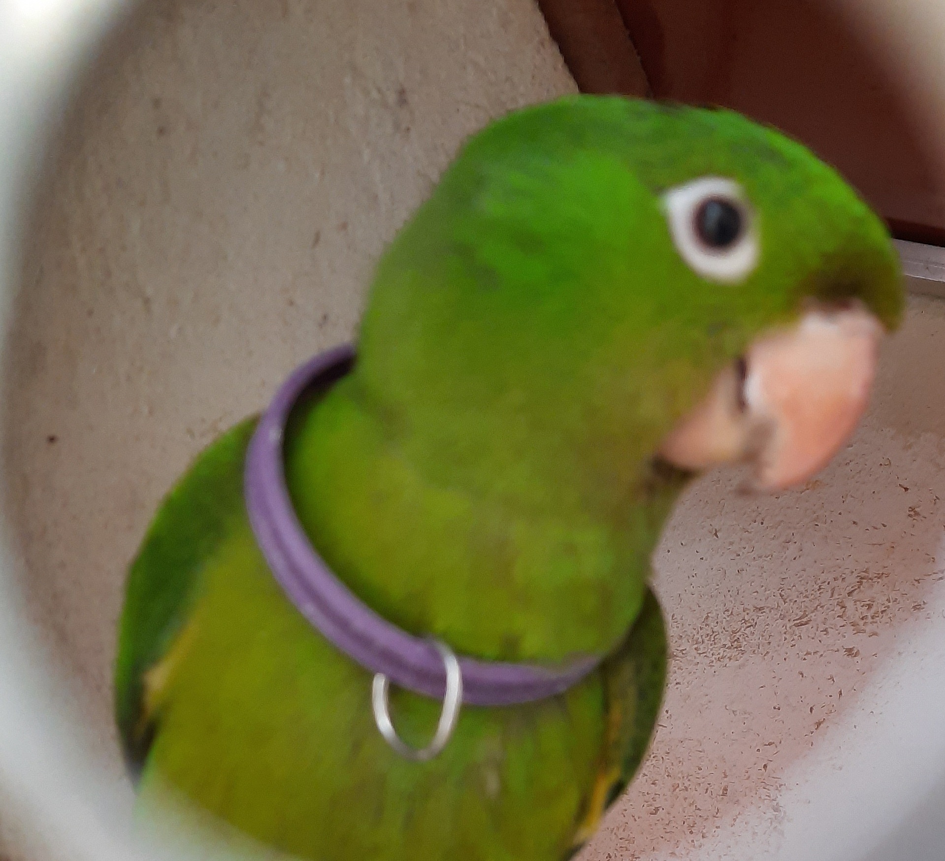 宠物犬室外活动空间色彩设计：鲜艳度、对比度和色彩组合