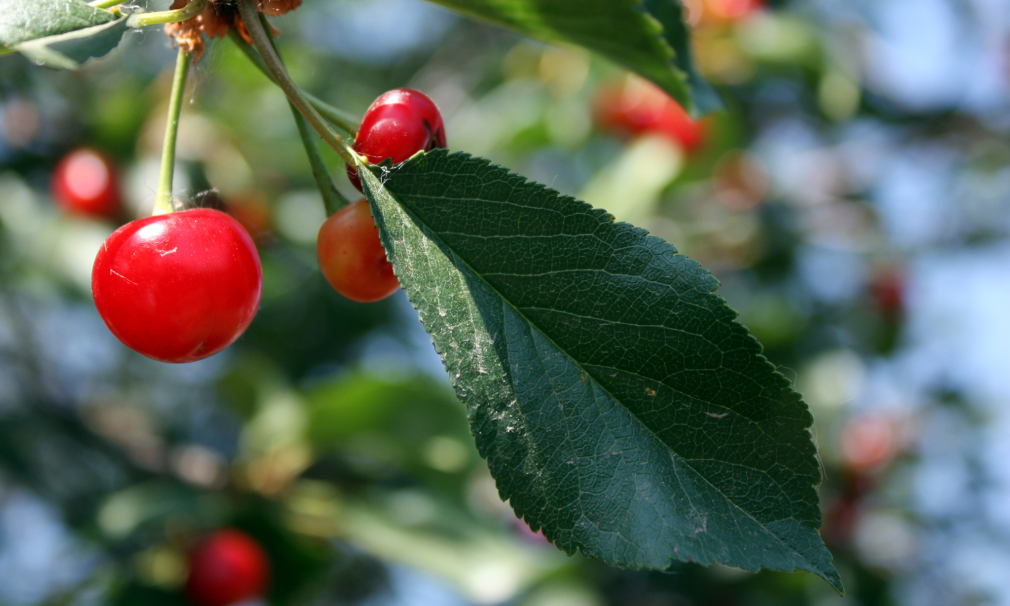 cherry with leaf