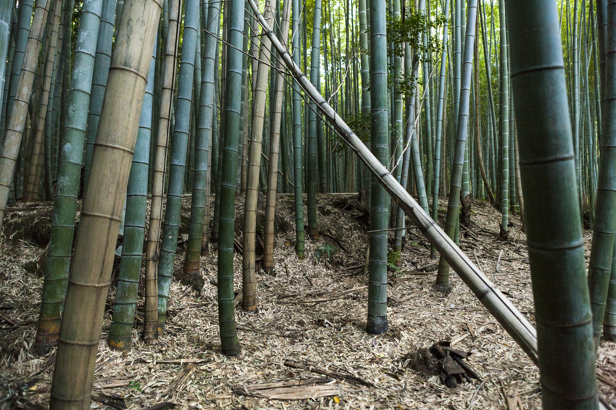 sagano bamboo forest in kyoto, japan