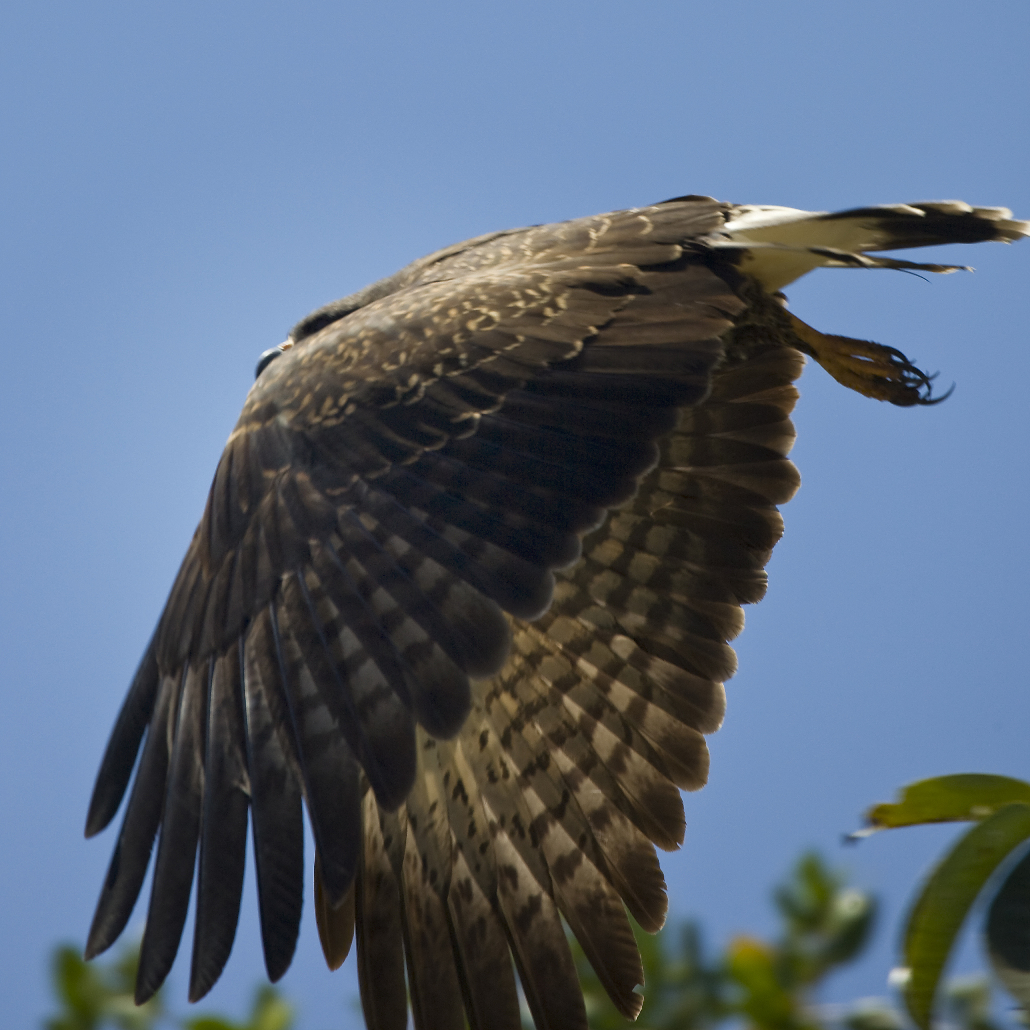 snail kite in flight