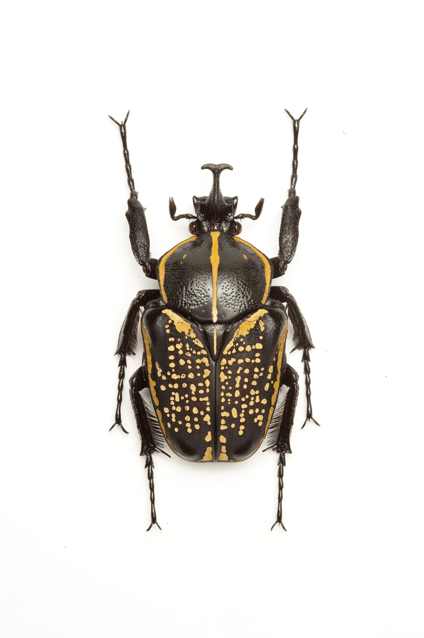 大尖鞘叩甲：形态、习性及研究价值