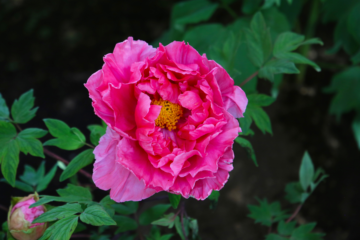 请帮我写1篇650字的博客文章主题是：牡丹花什么时候开