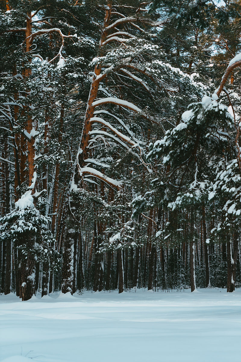 弹弹堂手机游戏和树枝哪个更强？