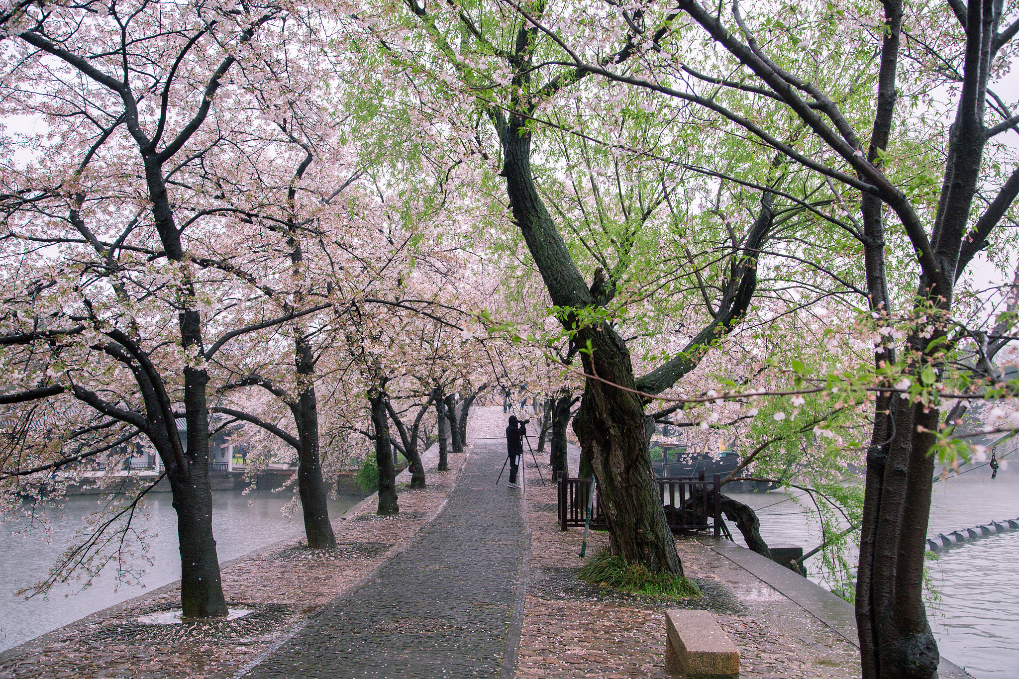 写一首诗赞美南京的春天包含：青葱的紫金山魏巍的中山陵烂漫的玄武湖