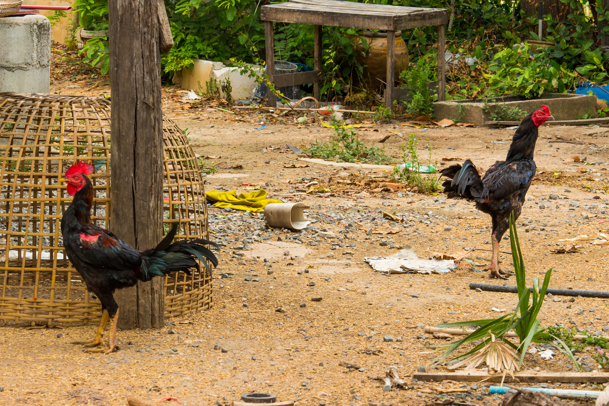 chicken