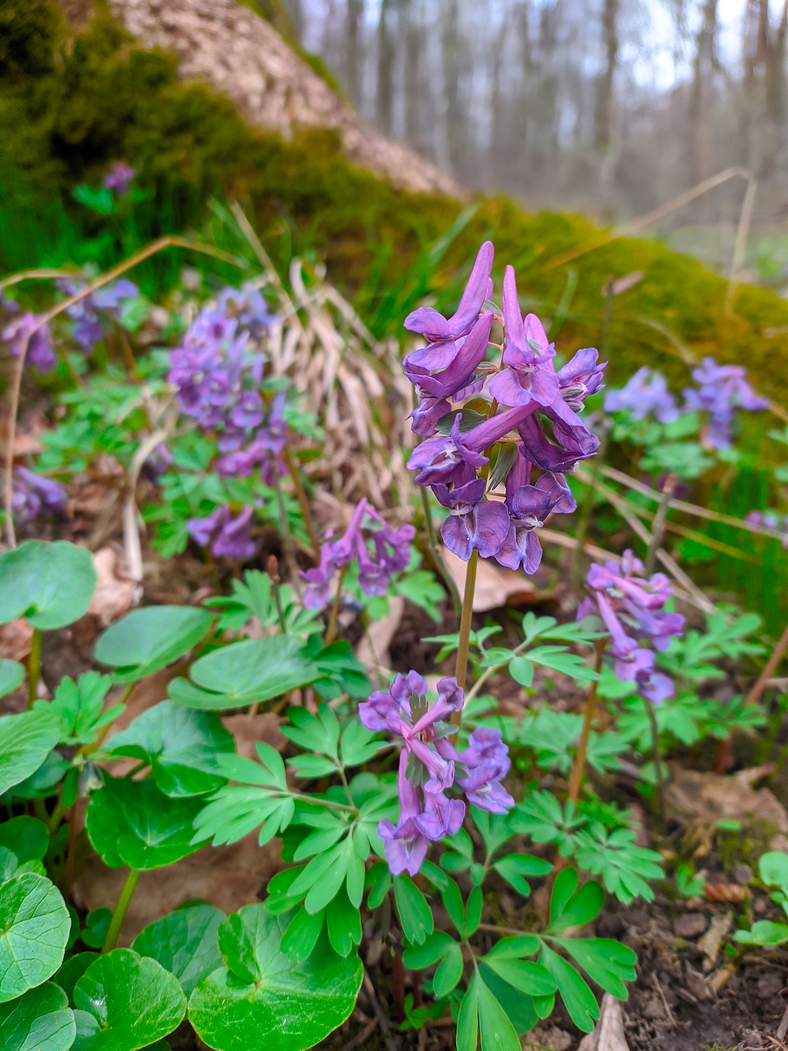 corydalis in forest
