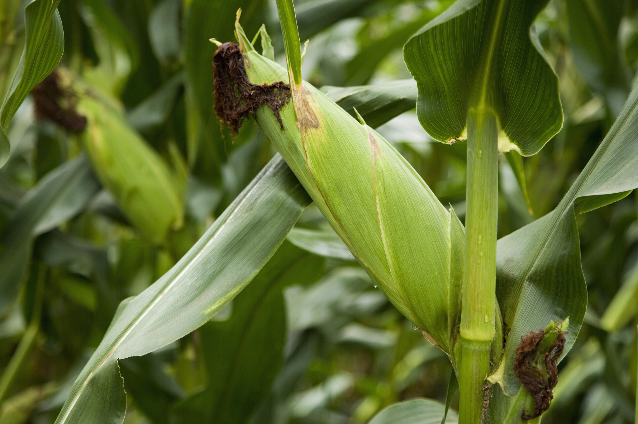 玉米热损和霉变的原因及防治措施