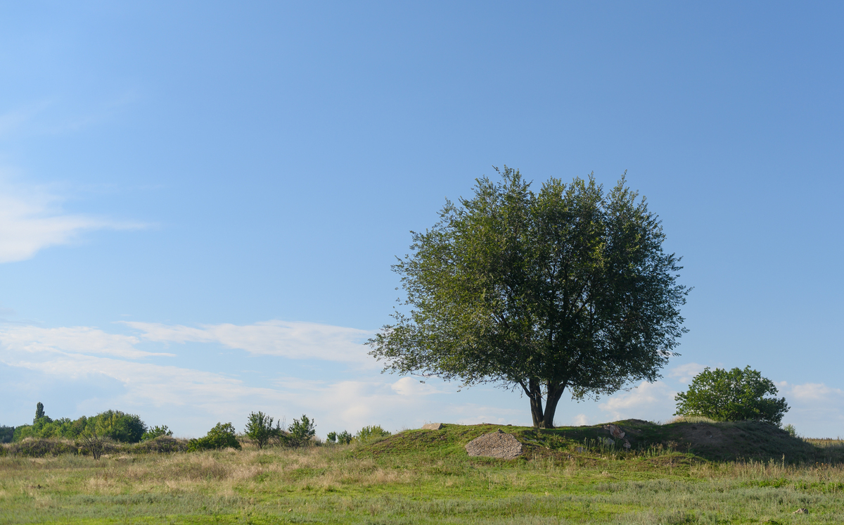 一棵树：生命的象征与自然的馈赠