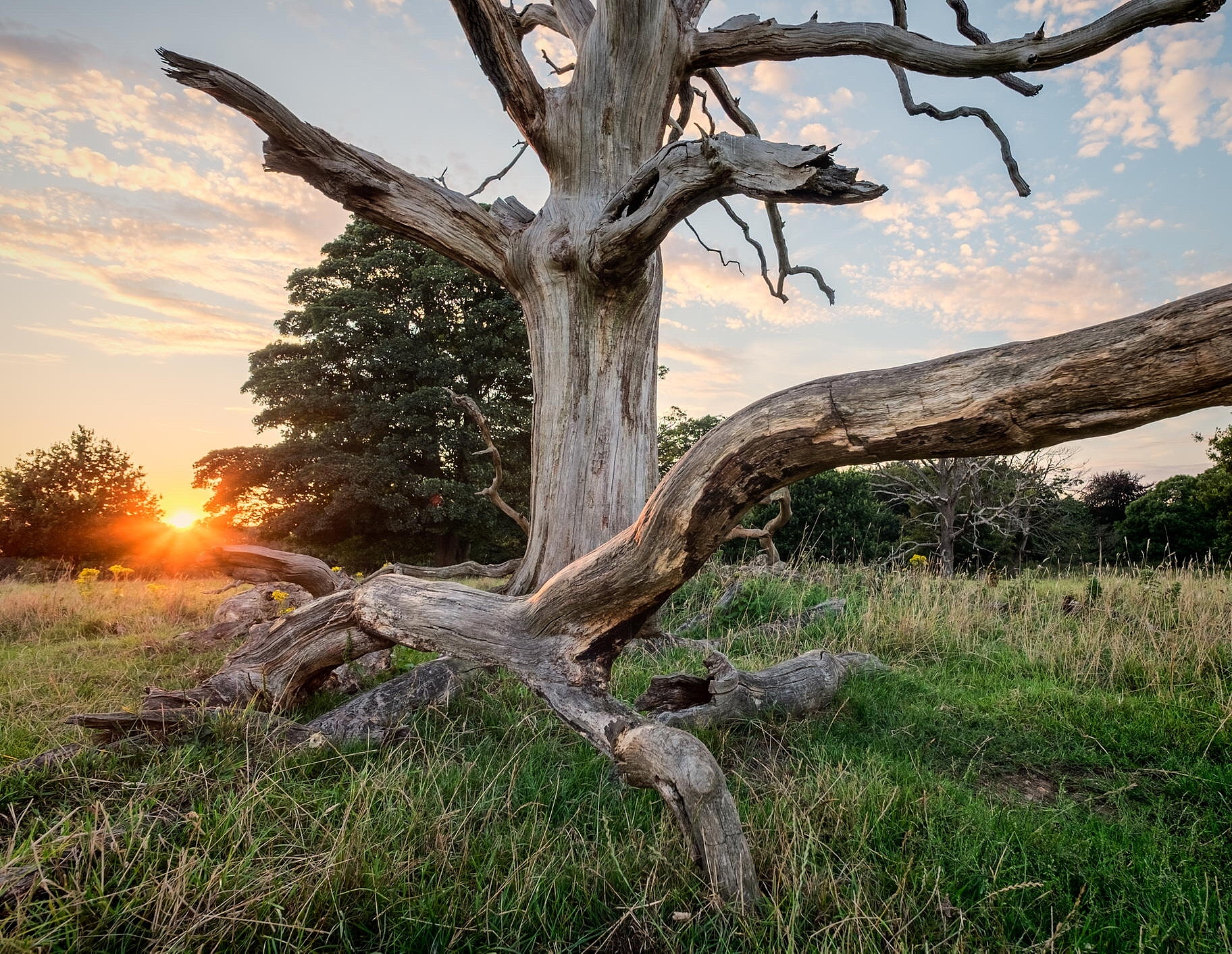 枯树难生花，哪些生肖容易错失机会？
