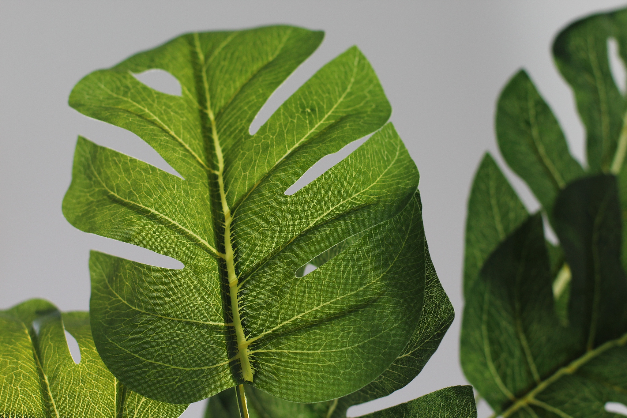 green leafs from monstera deliciosa plant