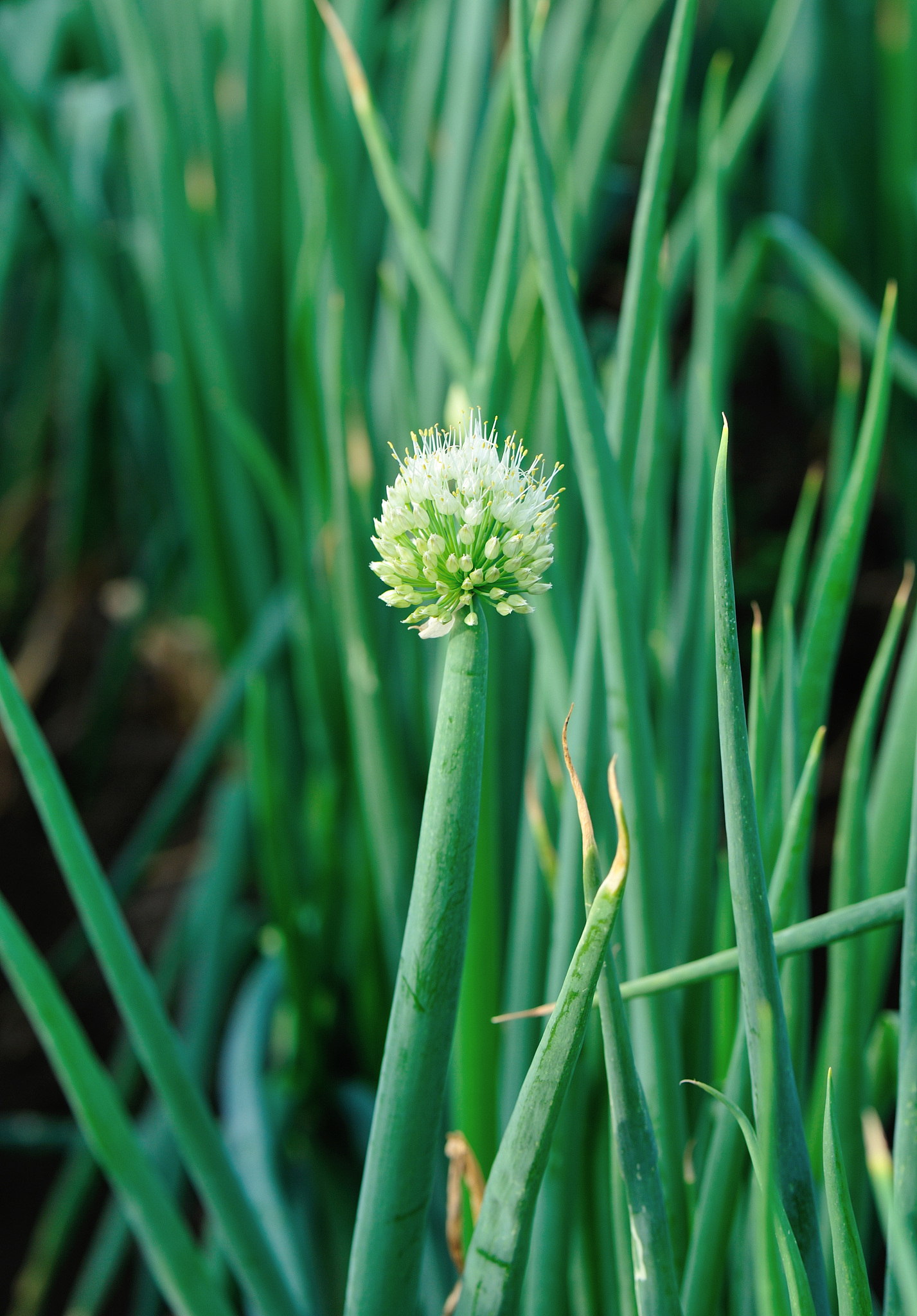 green chinese onion crops in growth at field