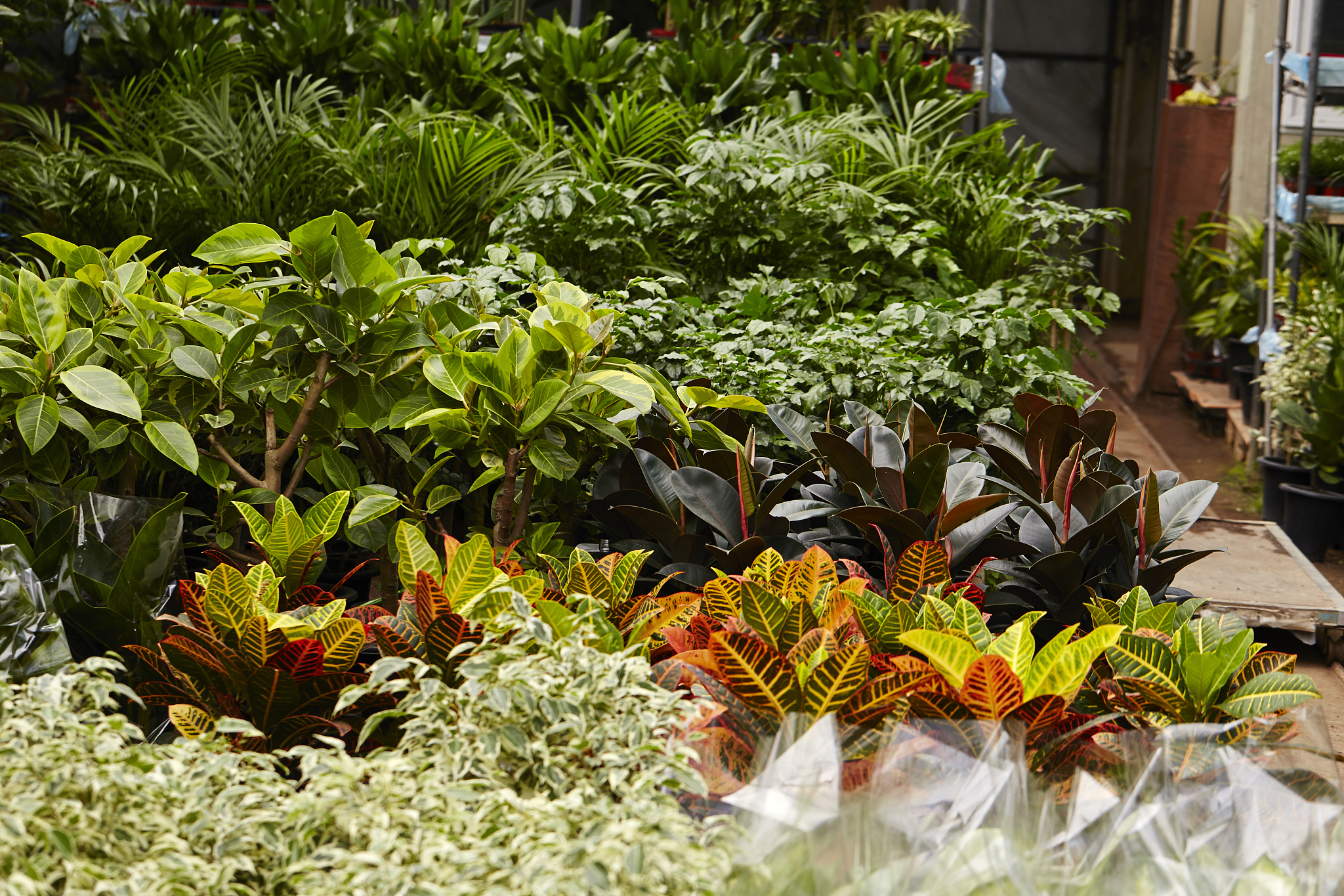 用英语写一段关于Aphmeir的品牌故事该品牌主营仿真植物以及其他家居装饰用品不要超过600字符。