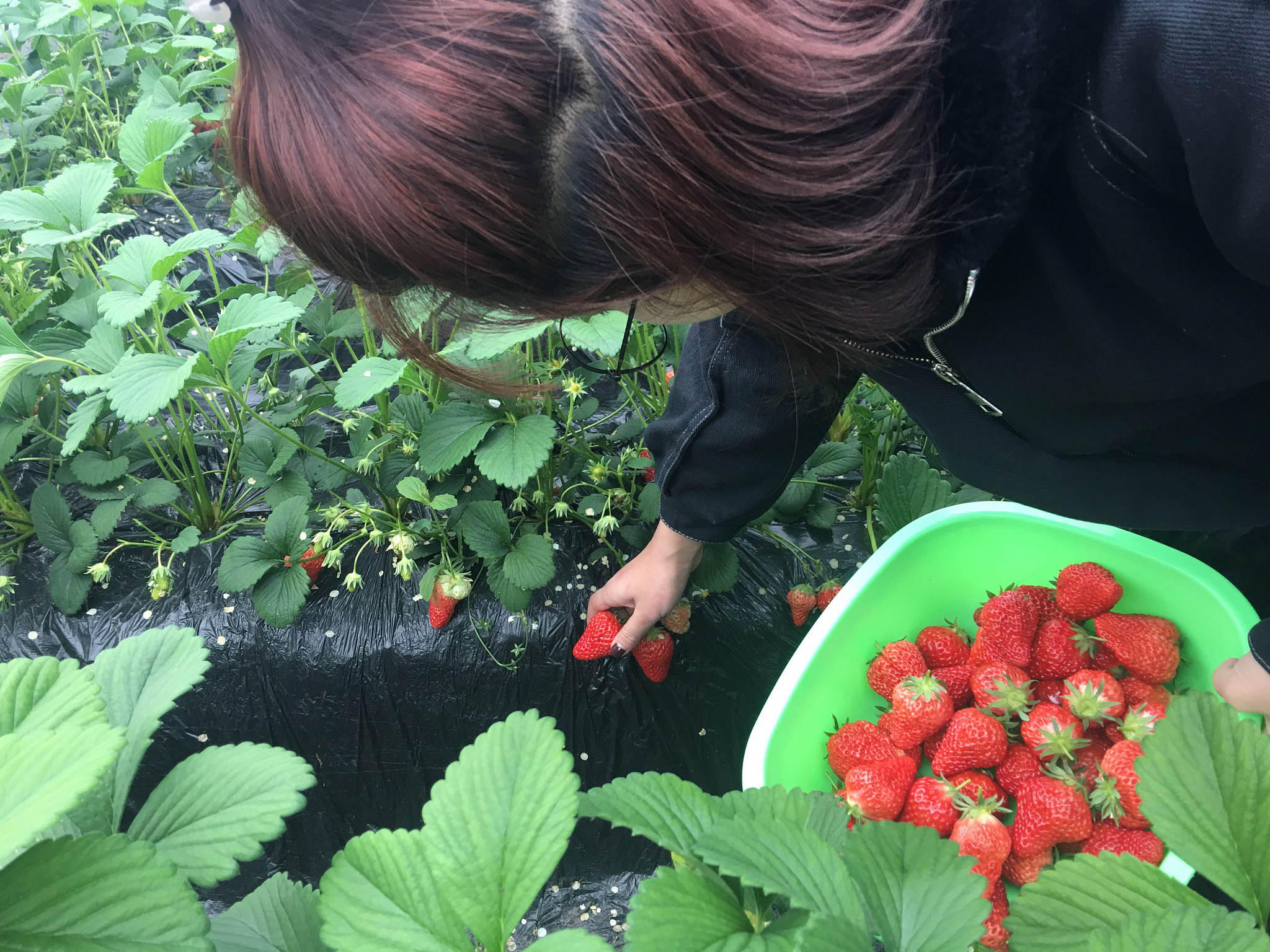 树莓种植需要注意的