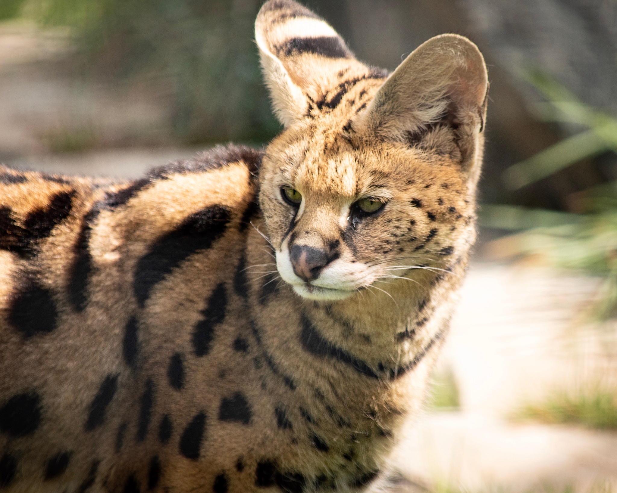 世界上最小的猫之一：锈斑豹猫，你见过吗？