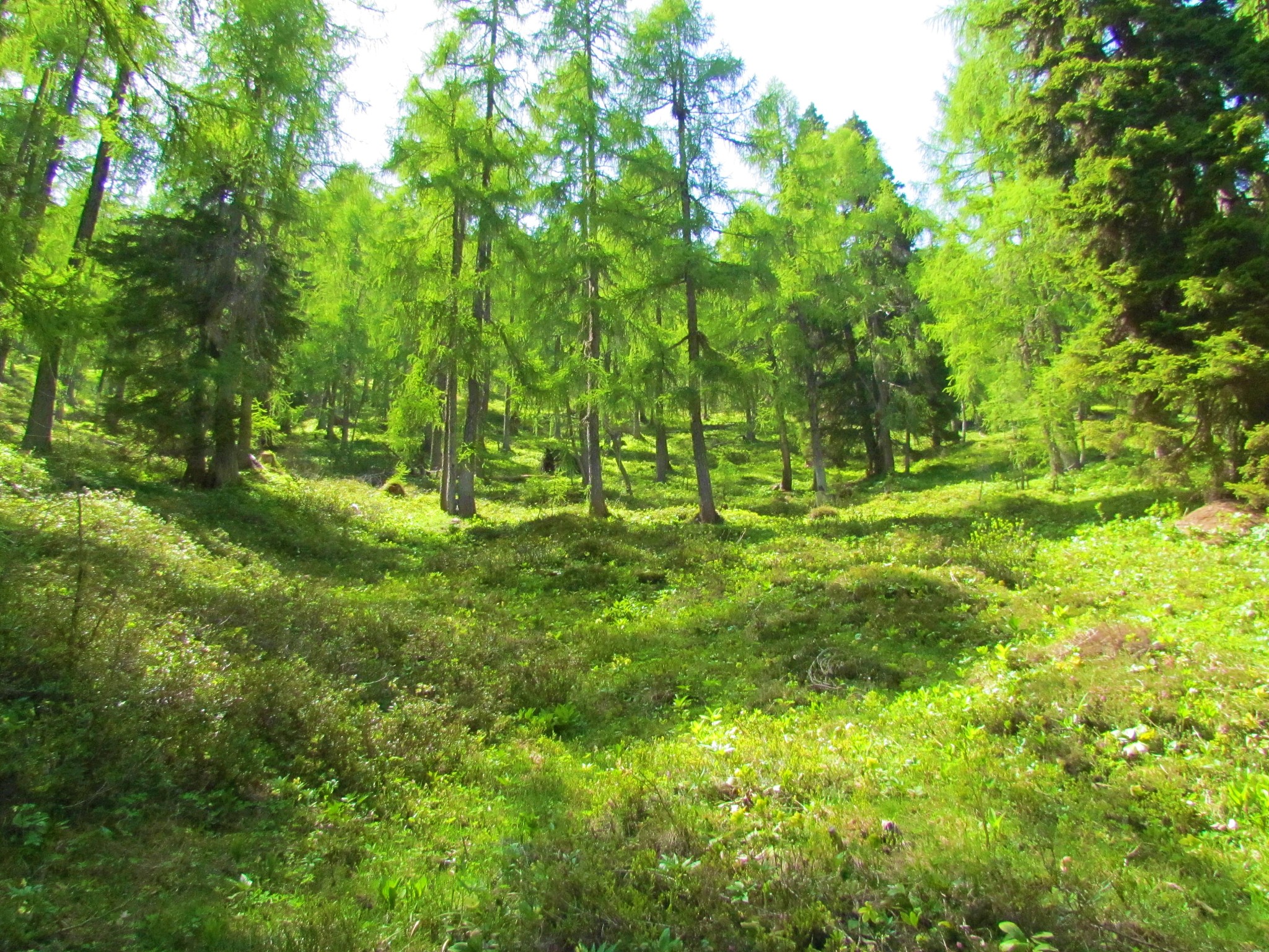 帽儿山实验林场落叶松人工林生态环境特征研究