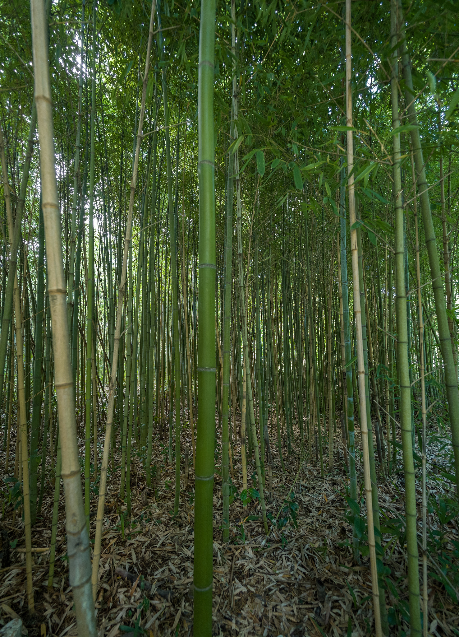 high thickets of bamboo.