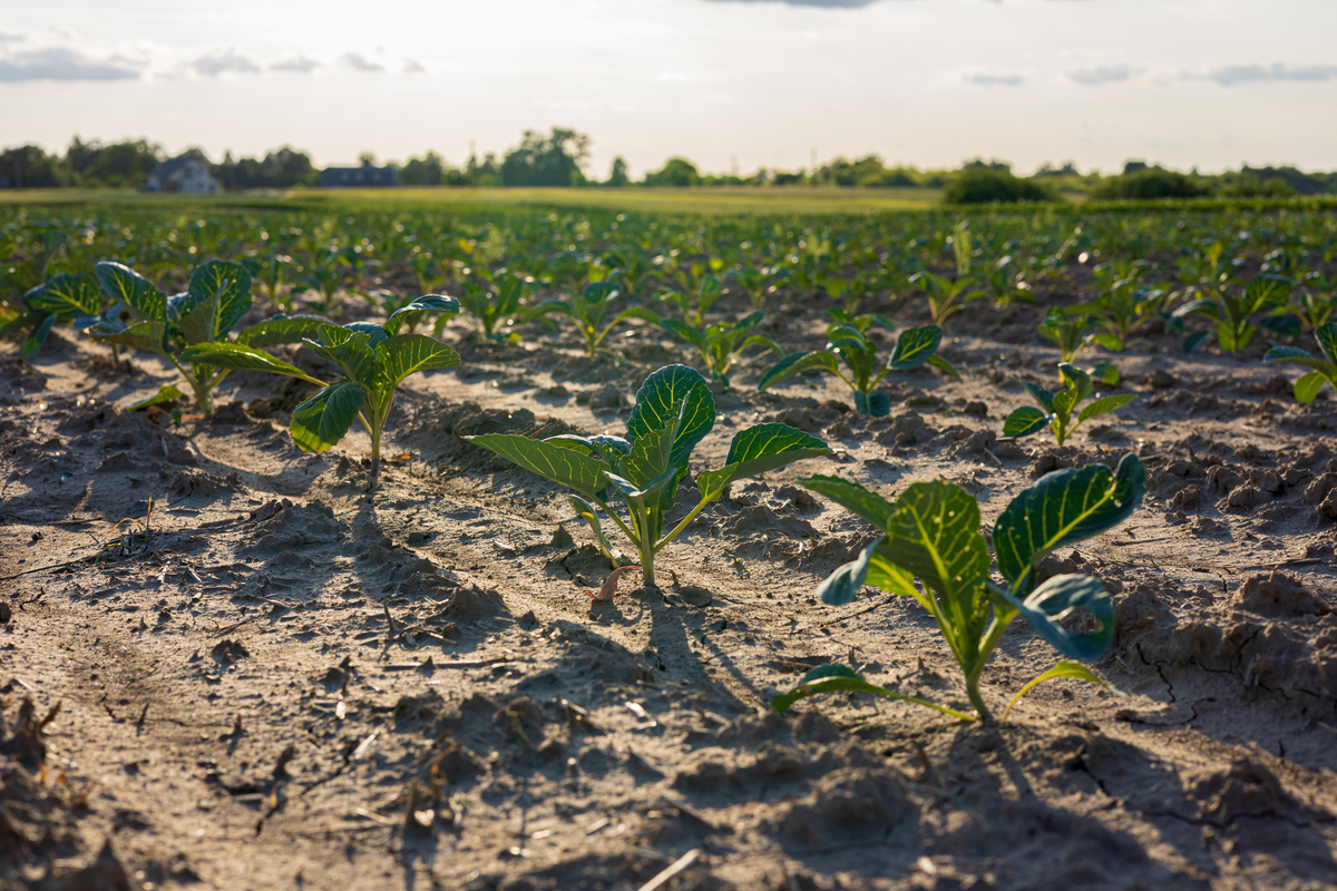 2016 粮食减产分析：太阳辐射减少、缺氧、降雨、病害是主要原因