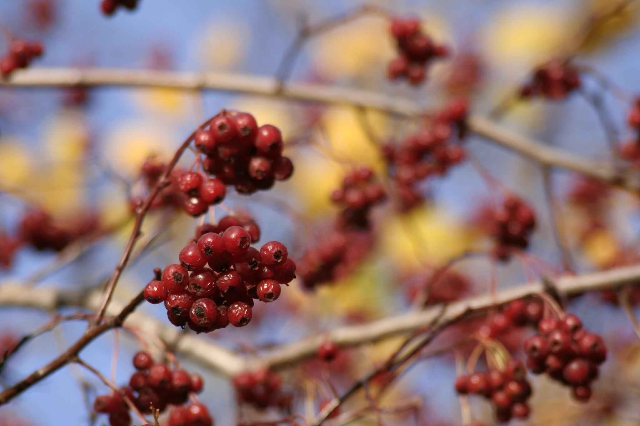 rowan tree