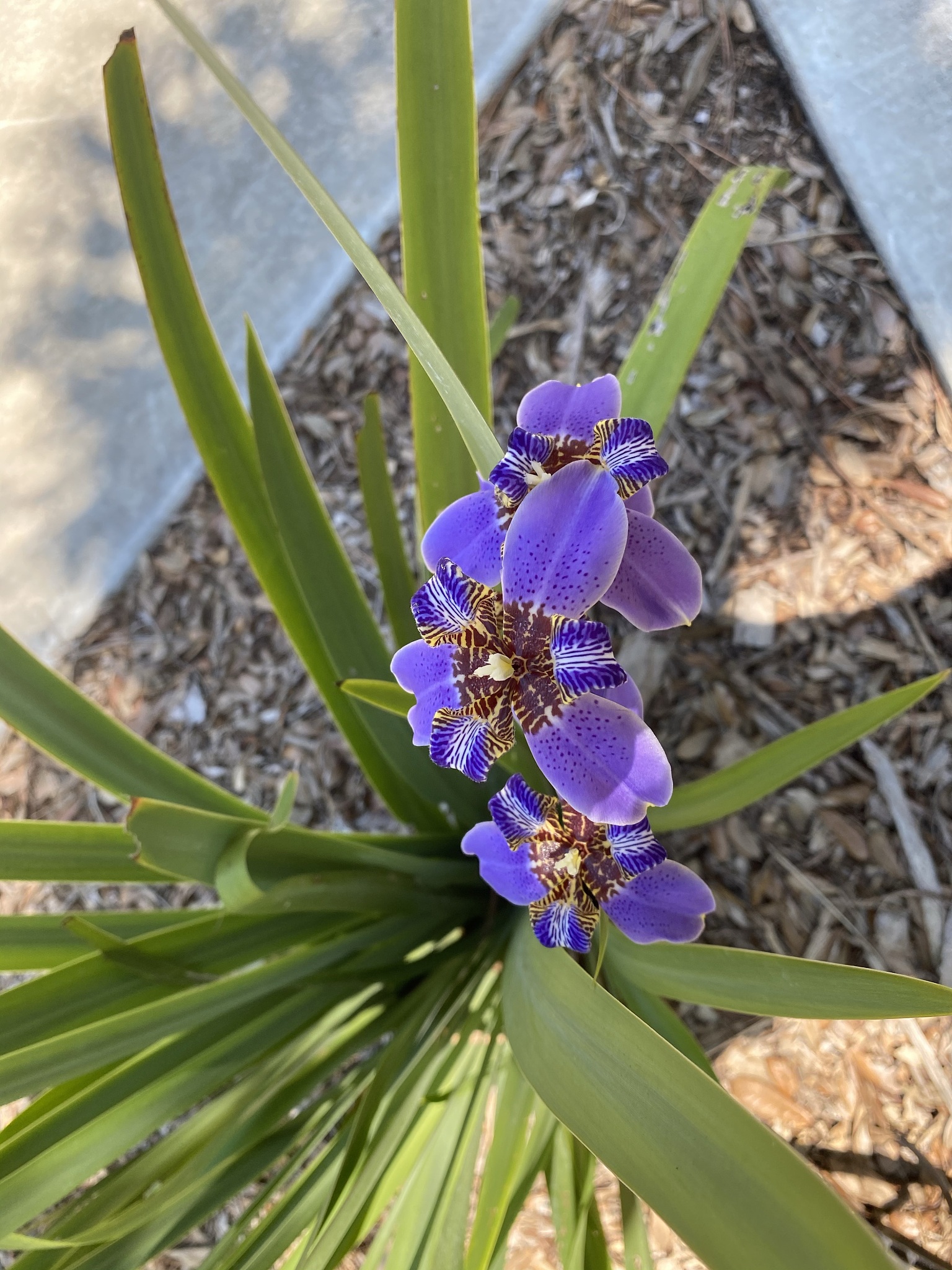 purple flower