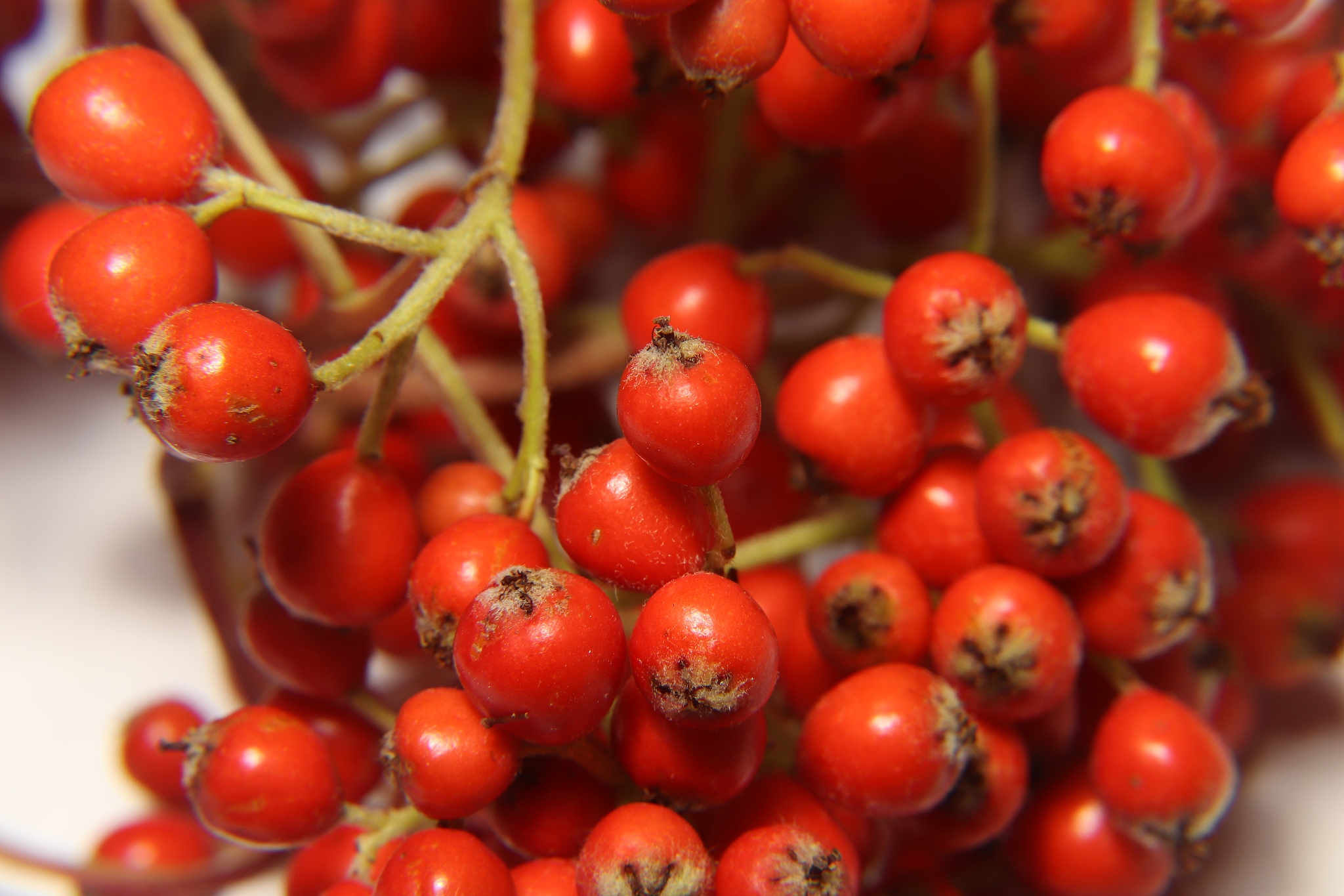 a plant with round and red fruits in the form of clusters and us