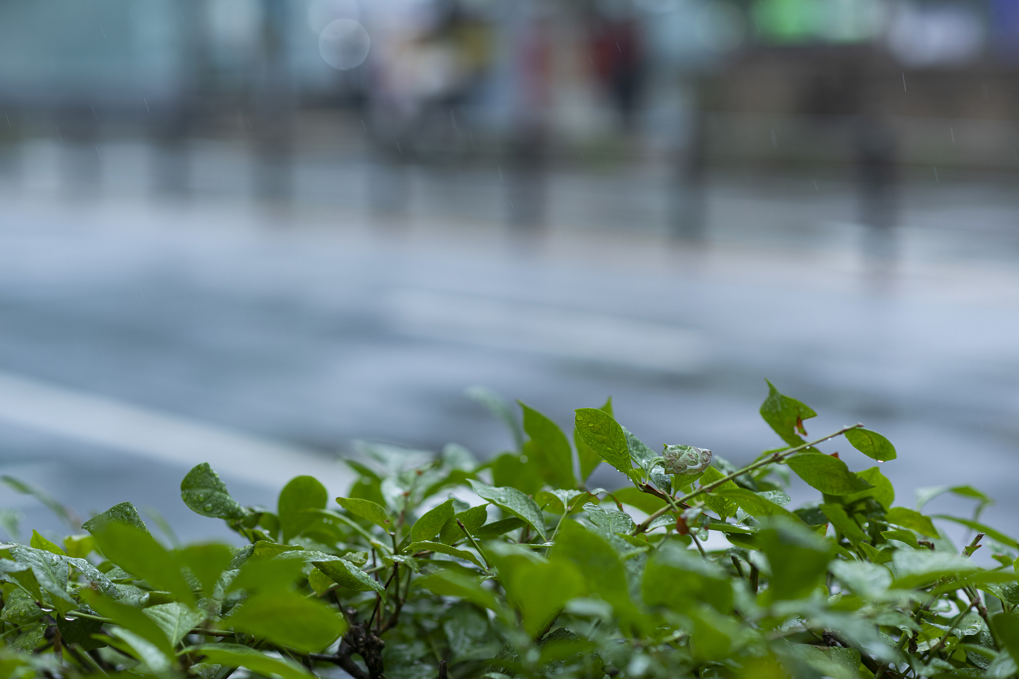 雨后景色的变化：清新、明亮、神奇 | 300字深度解析