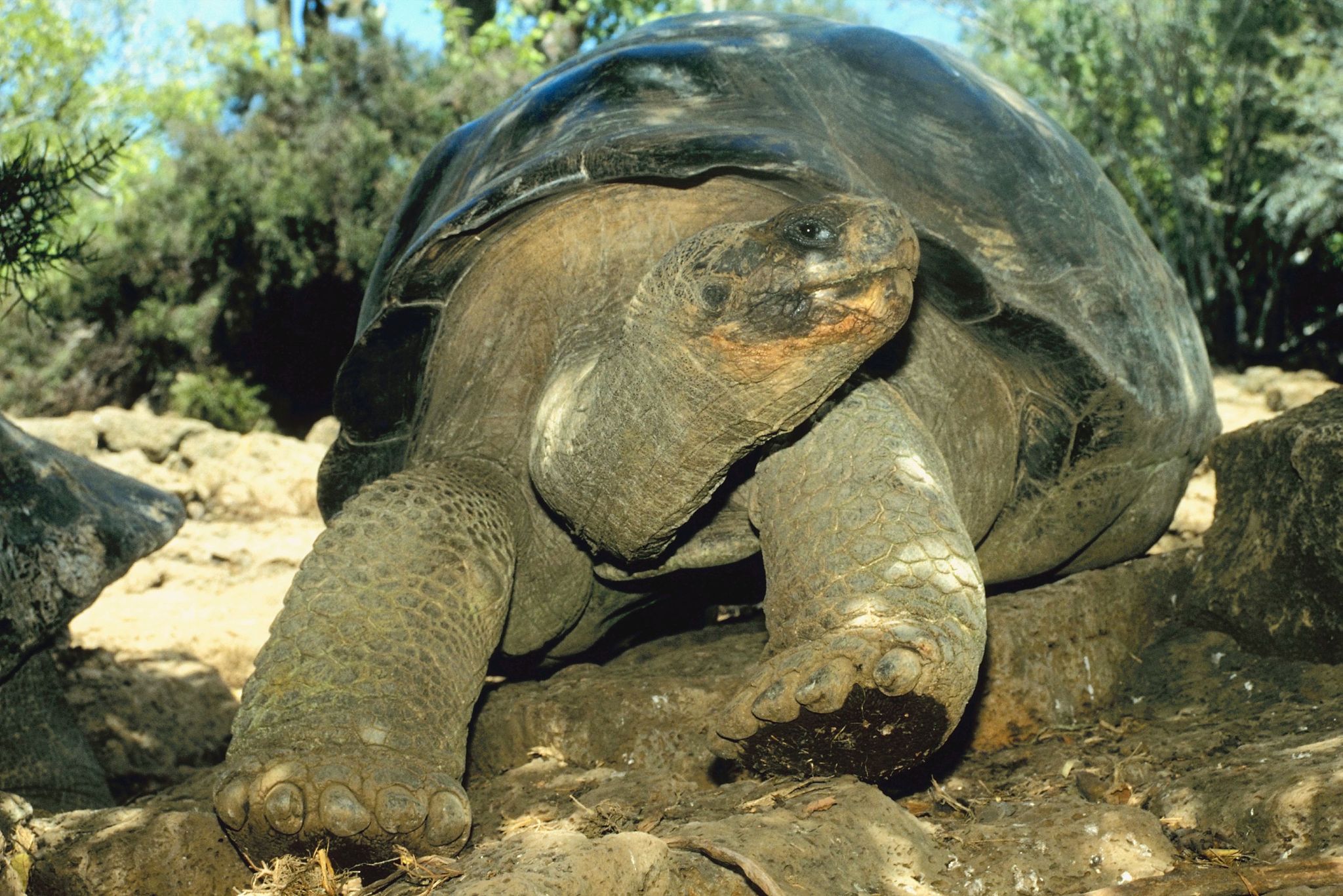 turtle