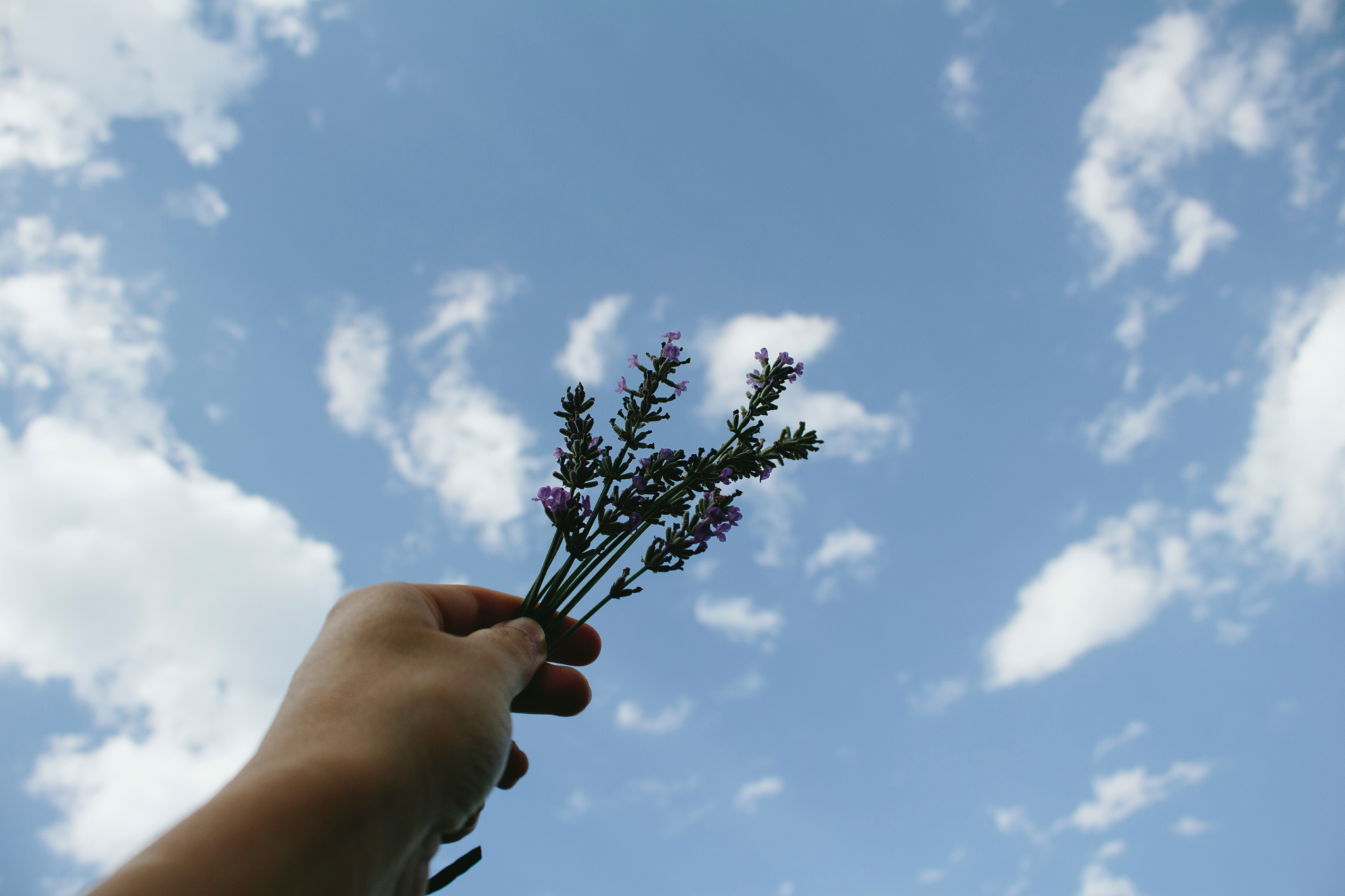 cropped hand holding flowers against sky