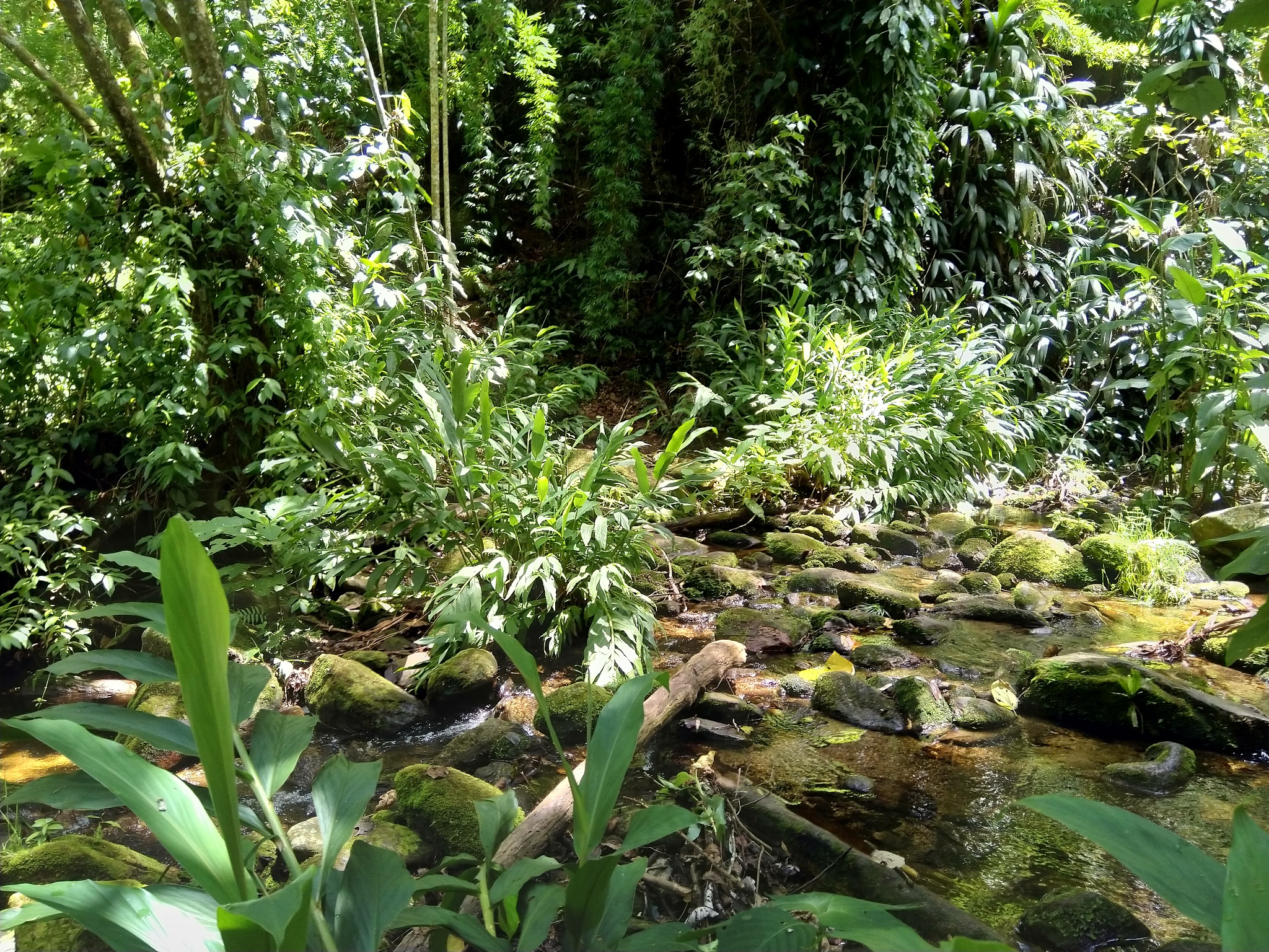 简述热带雨林的环境效益50字以类