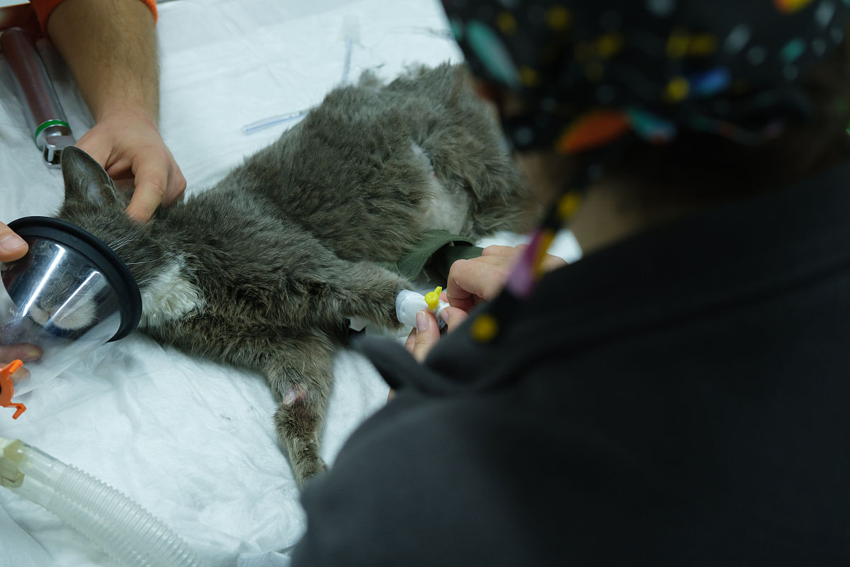 猫胃扩张的治疗