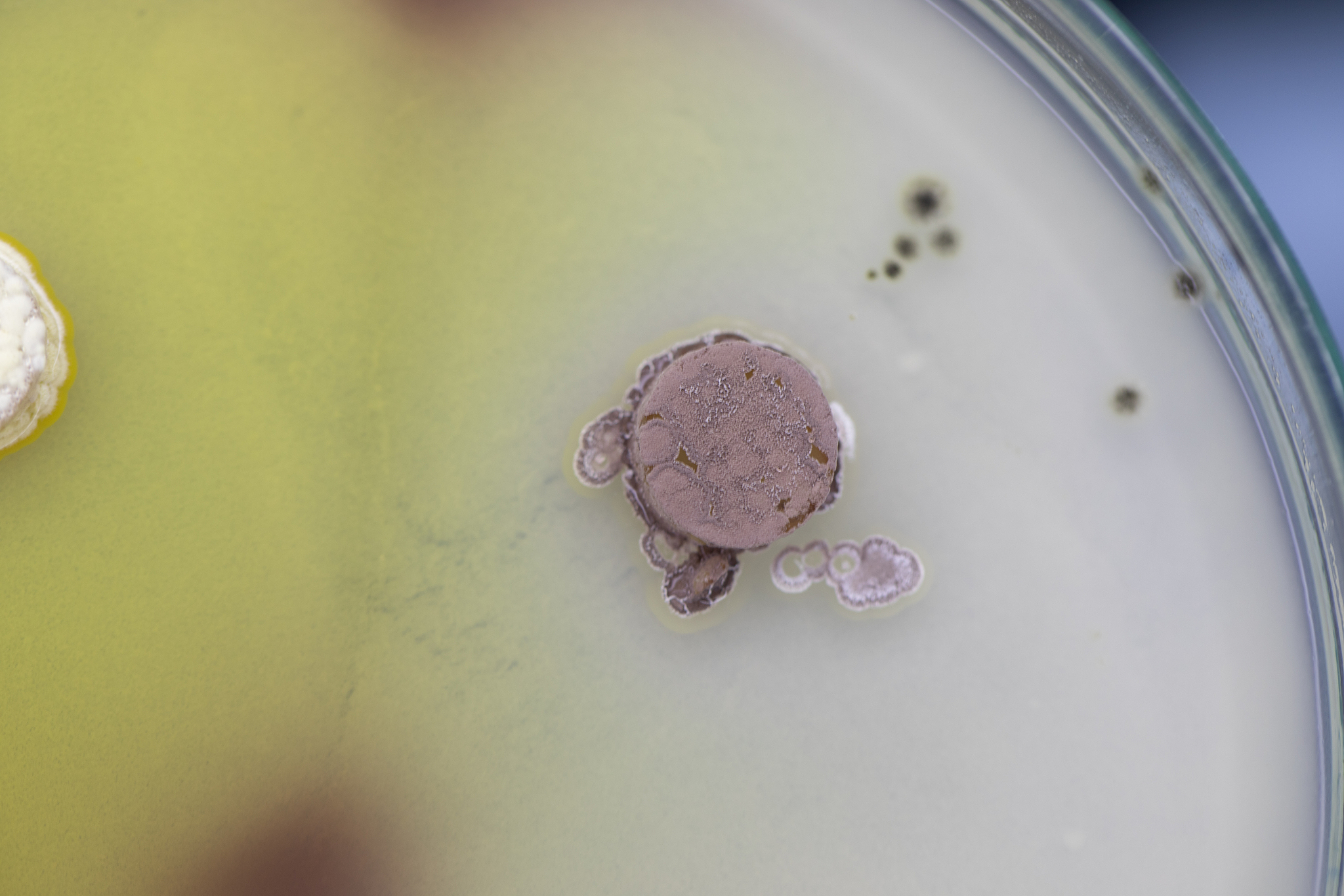 EUROPEAN JOURNAL OF SOIL BIOLOGY 期刊研究范围：土壤生物学前沿