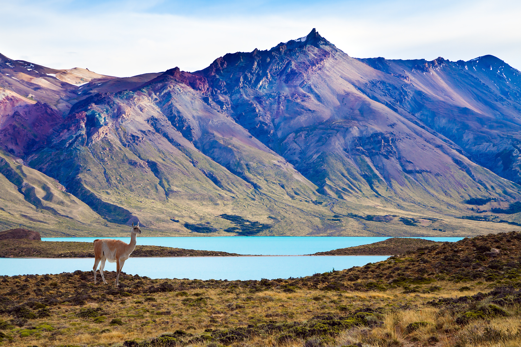 guanaco is a wild humpbacked camel
