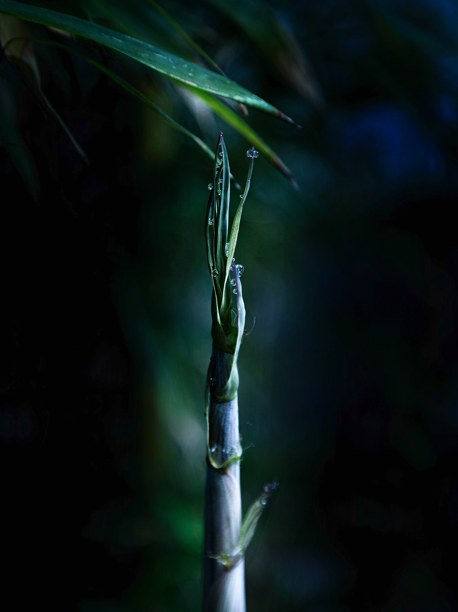 茶杆竹与厘竹区别？