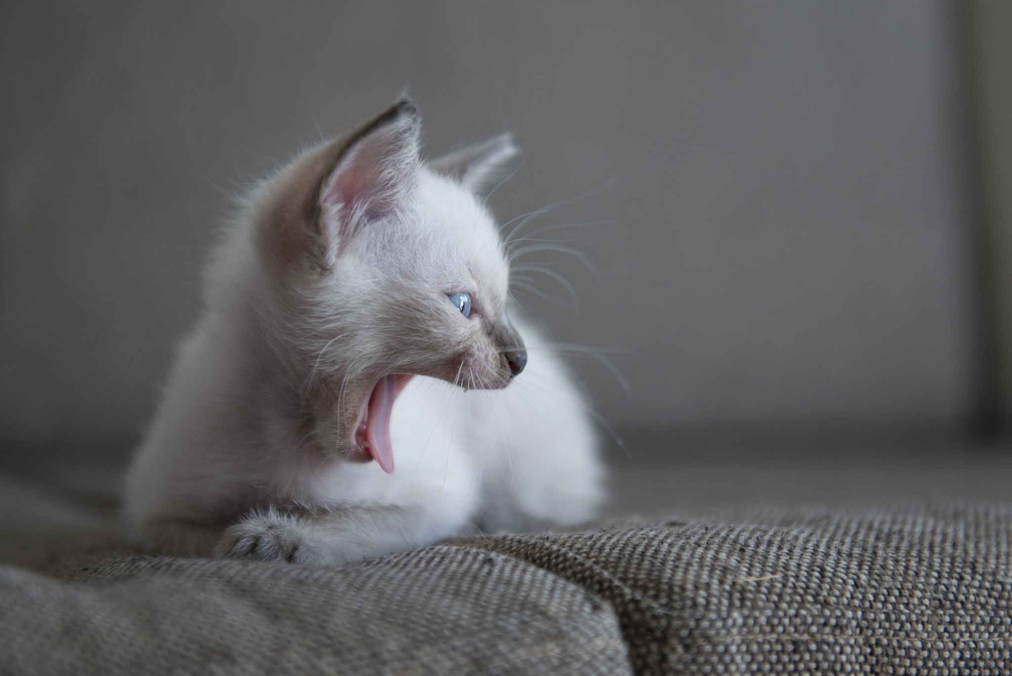 cute siamese cat kittens